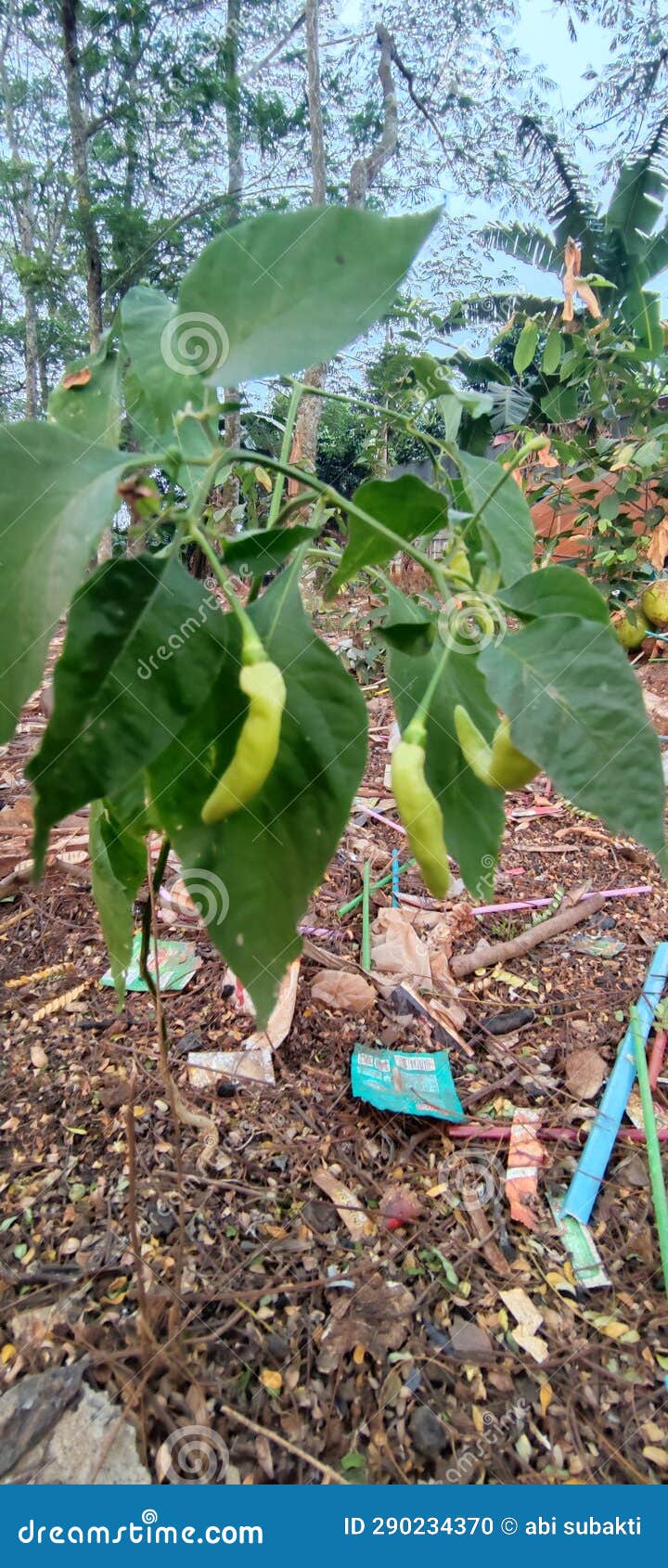 CHILI TREE WHICH is BEARING FRUIT in the HOUSE YARD Editorial Image