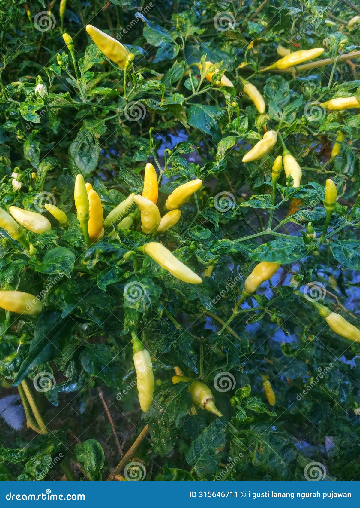 chili trees that have produced fruit and are ready to be harvested