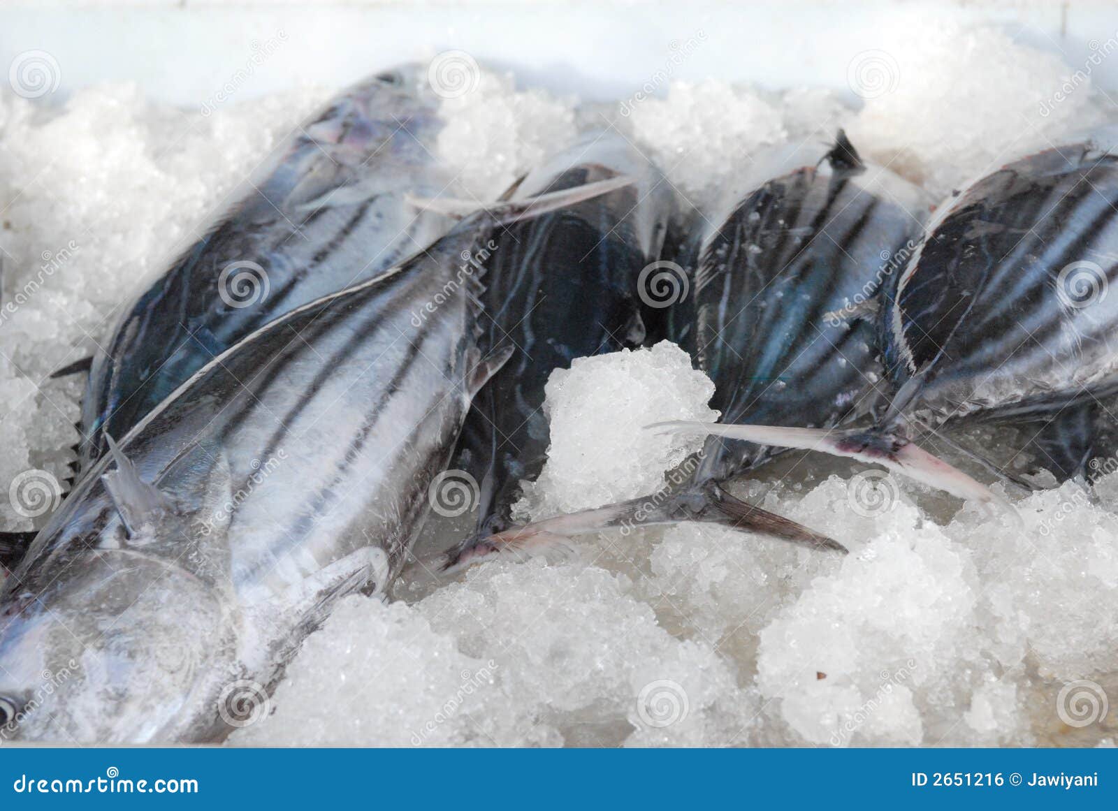 1,095 Maldives Tuna Fishing Stock Photos - Free & Royalty-Free Stock Photos  from Dreamstime