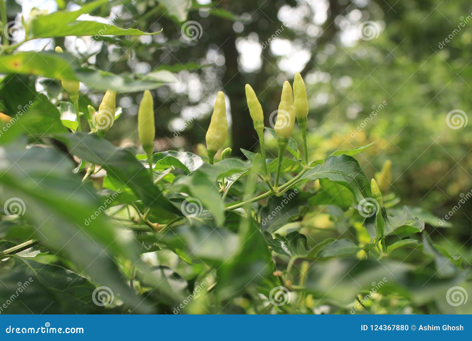 Chilli garden stock photo. Image of tripura, place, beautiful 124367880