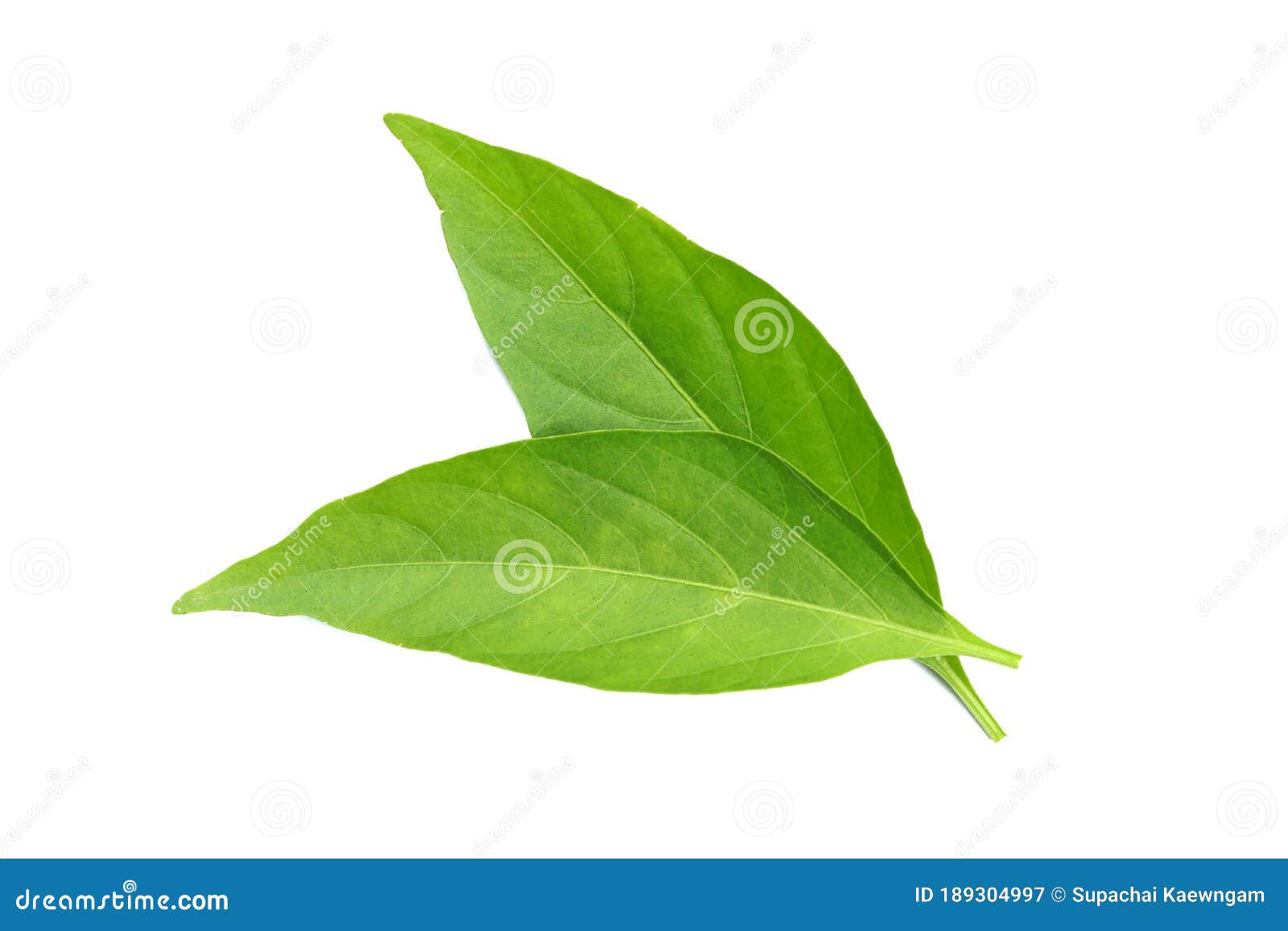 The Chilli Leaf Isolated on the White Background Stock Image Image of grass, soil 189304997