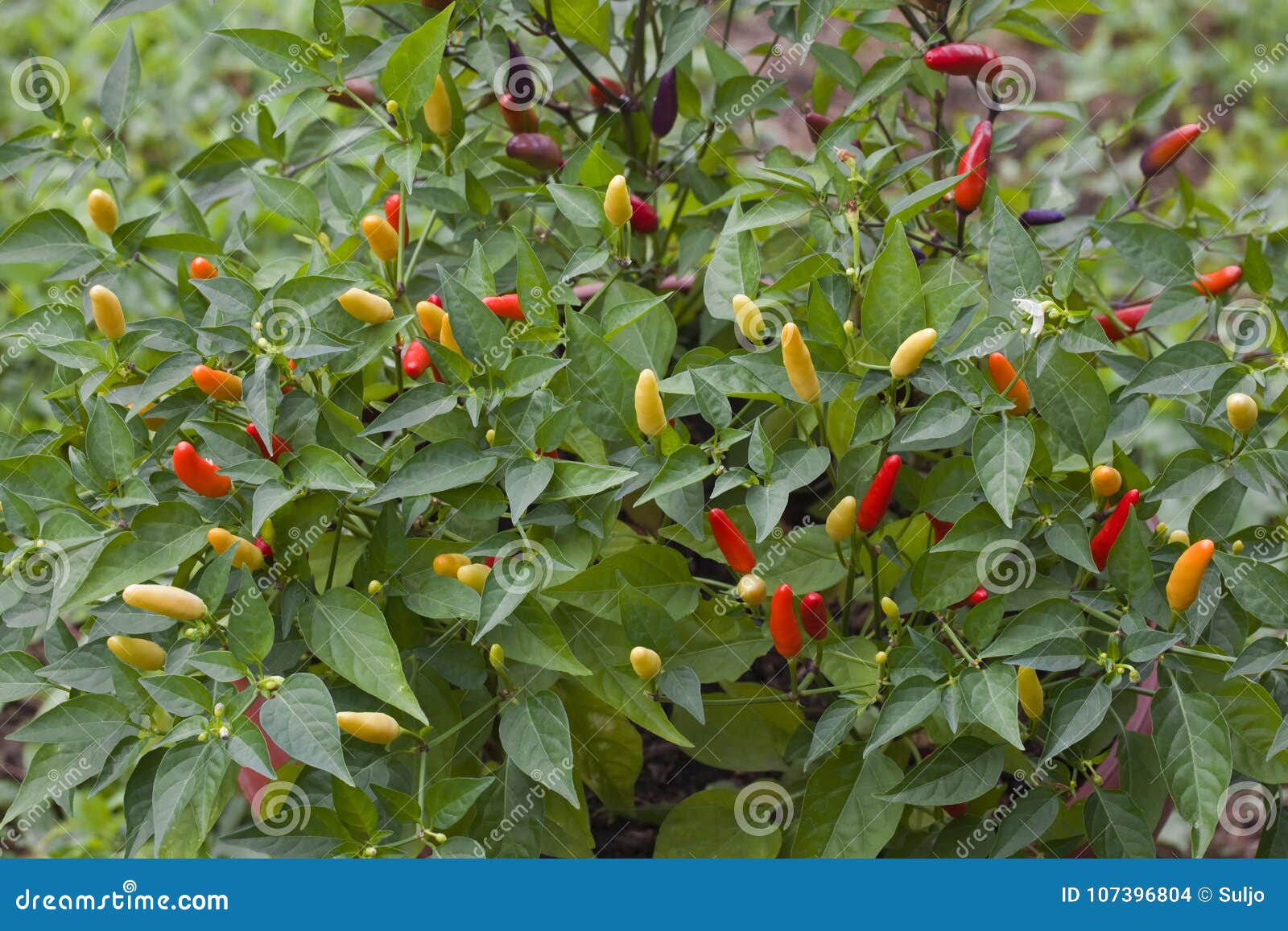 Chilli Pepper Bush stock photo. Image of capsicum, chili 107396804