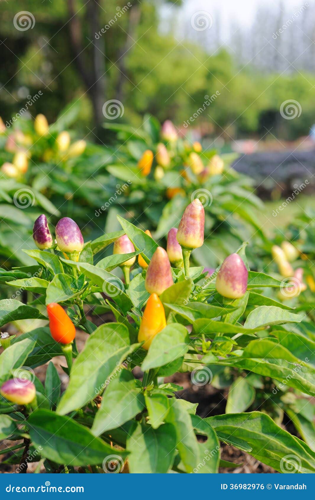 Chilli pepper on plant stock photo. Image of chilli, food 36982976