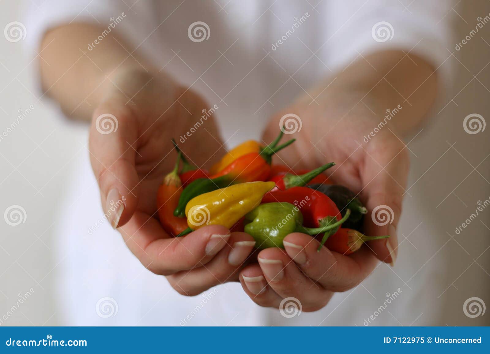 Chilli peppers in hands stock image. Image of jalapeno 7122975