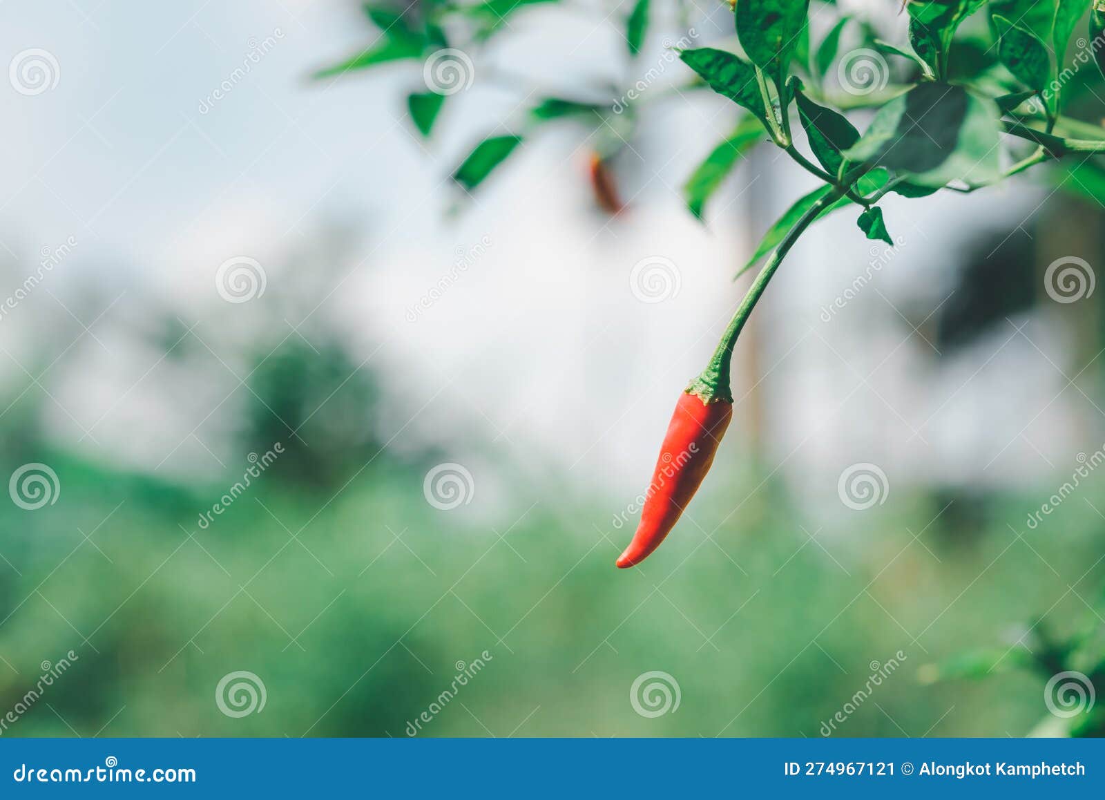 chilli peppers or red chilies in farm