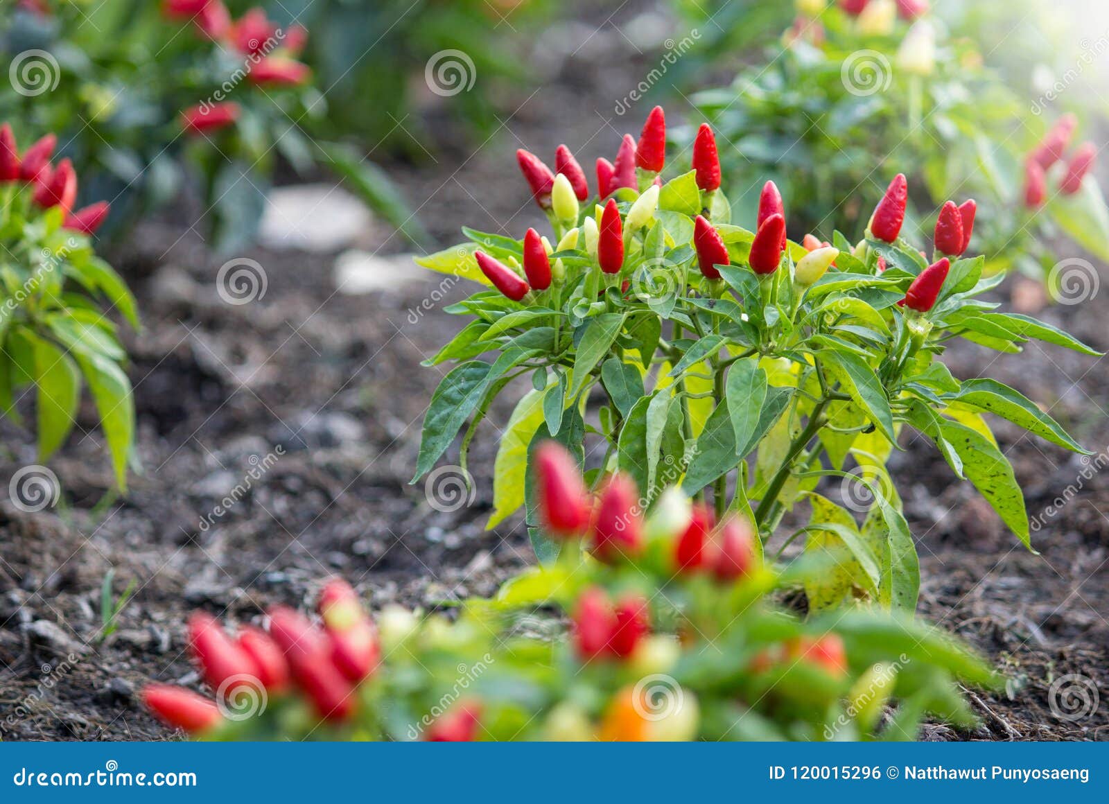 Chilli Peppers in a Vegetable Garden Stock Photo Image of chillies