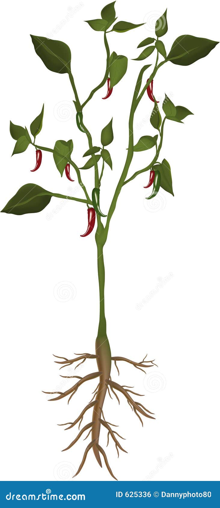 Chilli plant stock illustration. Illustration of illustration - 625336
