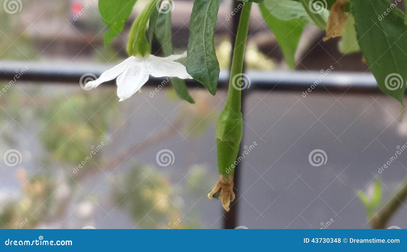 Chilli plant stock photo. Image of plant, flower, chilliplant 43730348