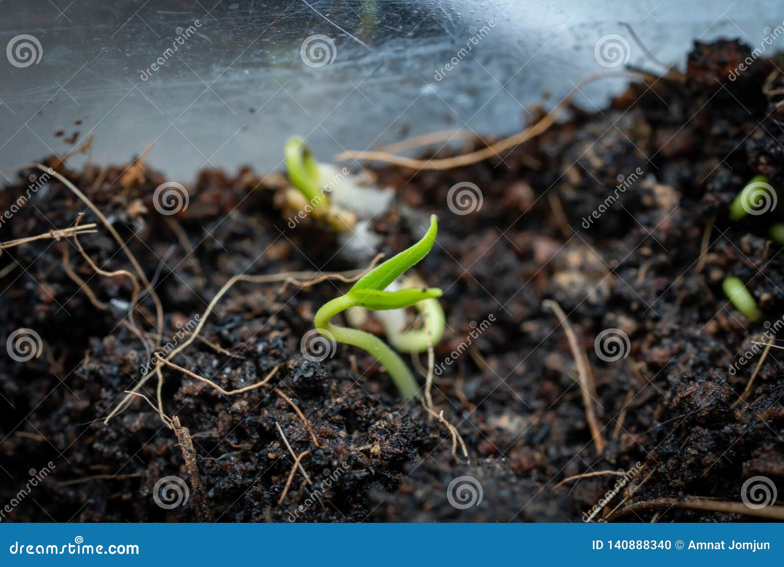 Chilli seedlings stock photo. Image of germinating, agriculture 140888340