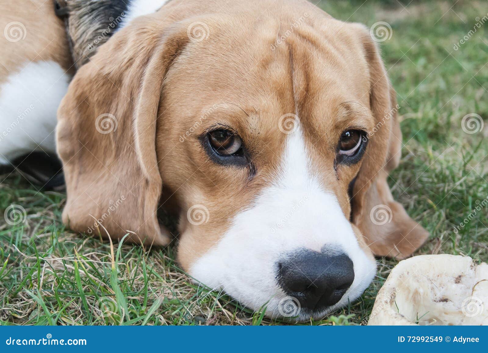 Chilling dog stock image. Image of creative, eyes, cuteness 72992549