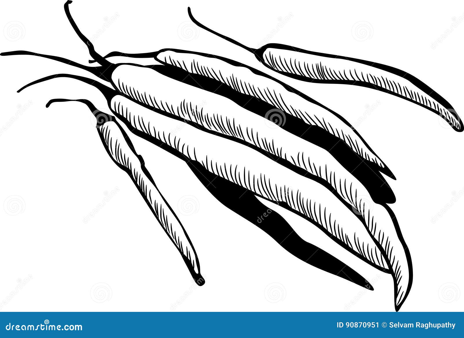 chilly stock vector illustration of cuisine organic 90870951 dreamstime com