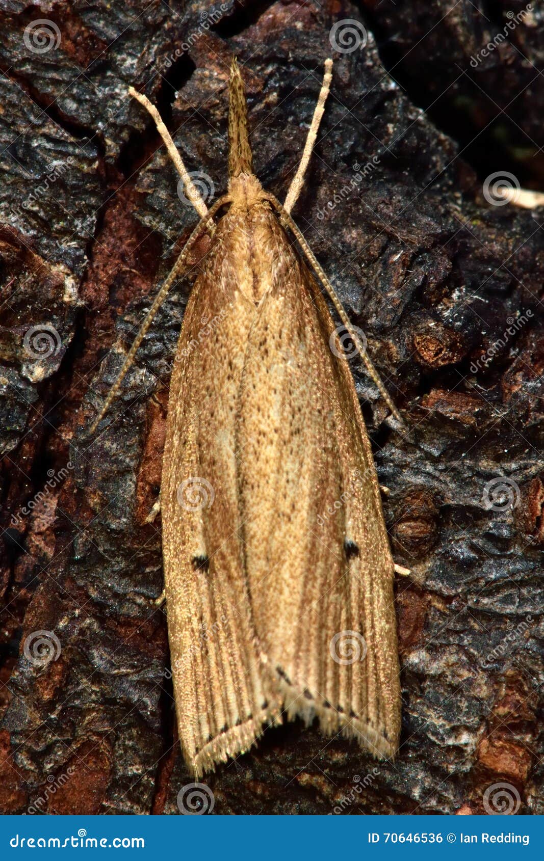 chilo phragmitella micro moth from above
