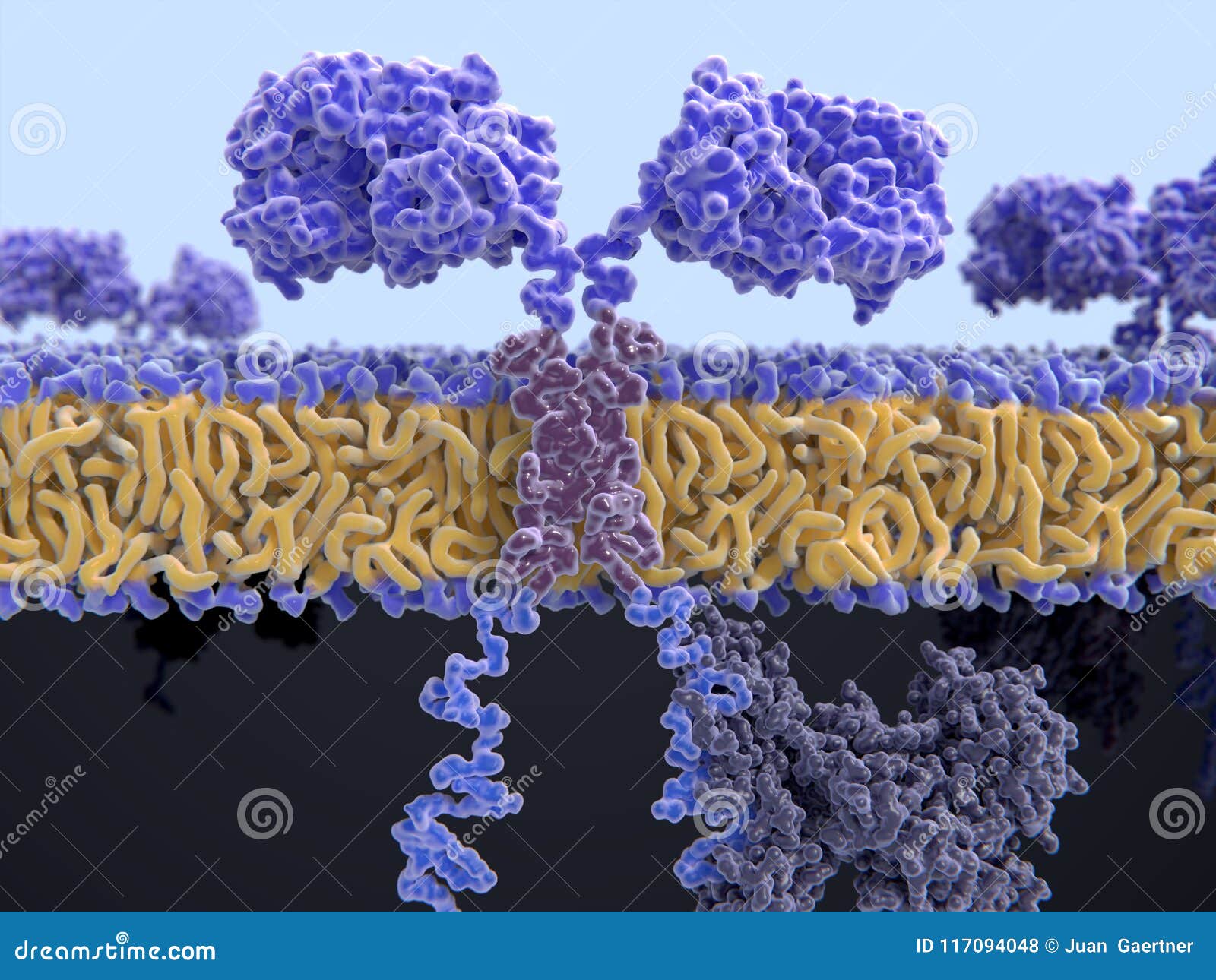 chimeric antigen receptor car
