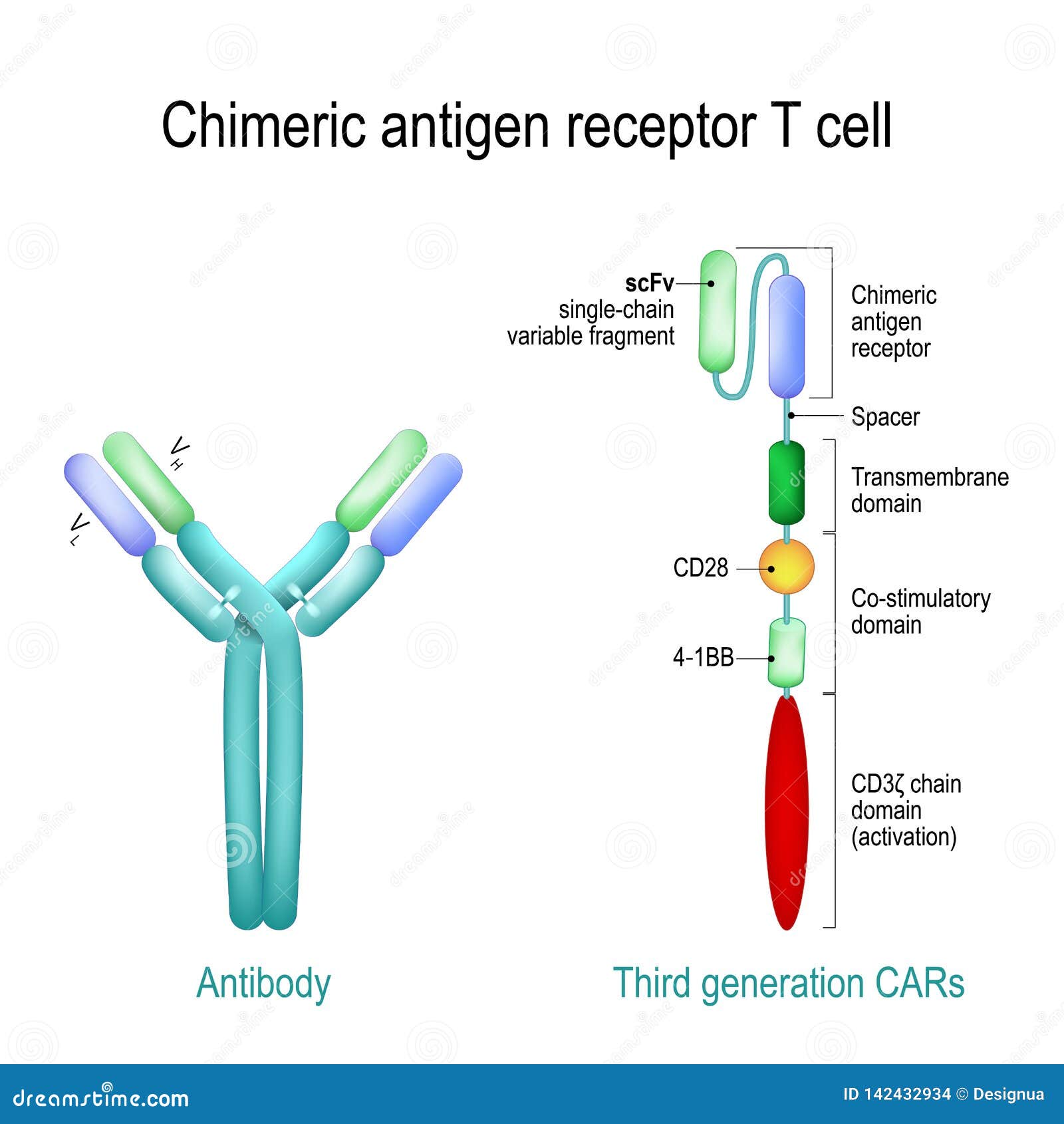 chimeric antigen