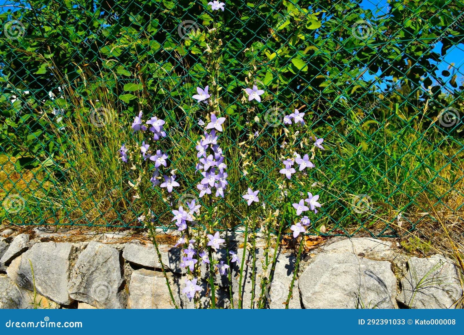 Chimney Bellflower (Campanula Pyramidalis) Stock Image Image of