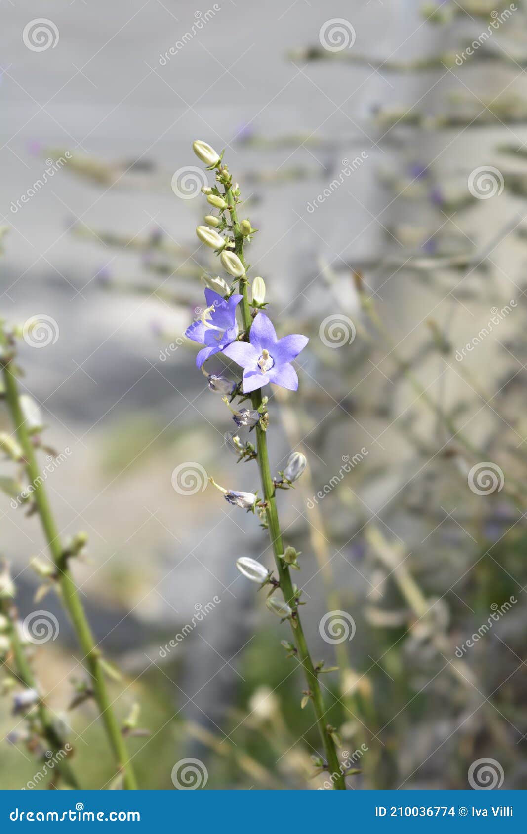 Chimney bellflower stock photo. Image of plant, blueflower 210036774