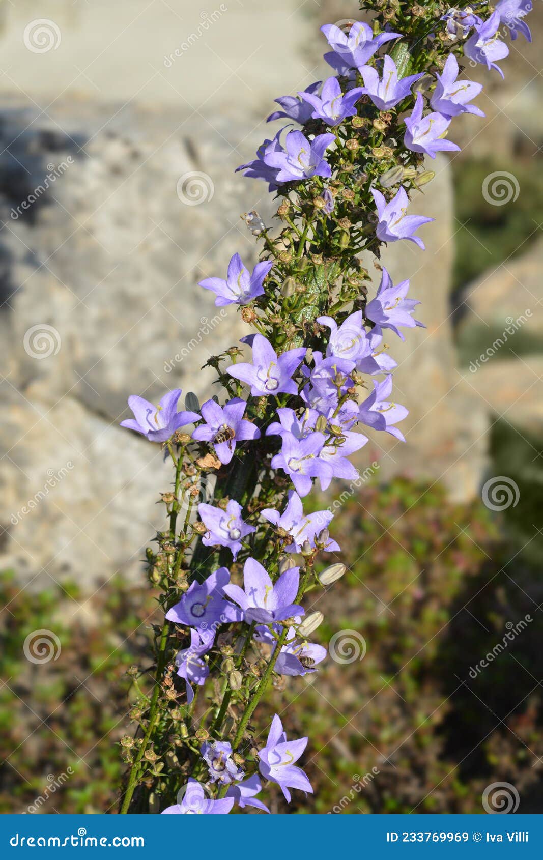 Chimney bellflower stock image. Image of outdoors, detail 233769969