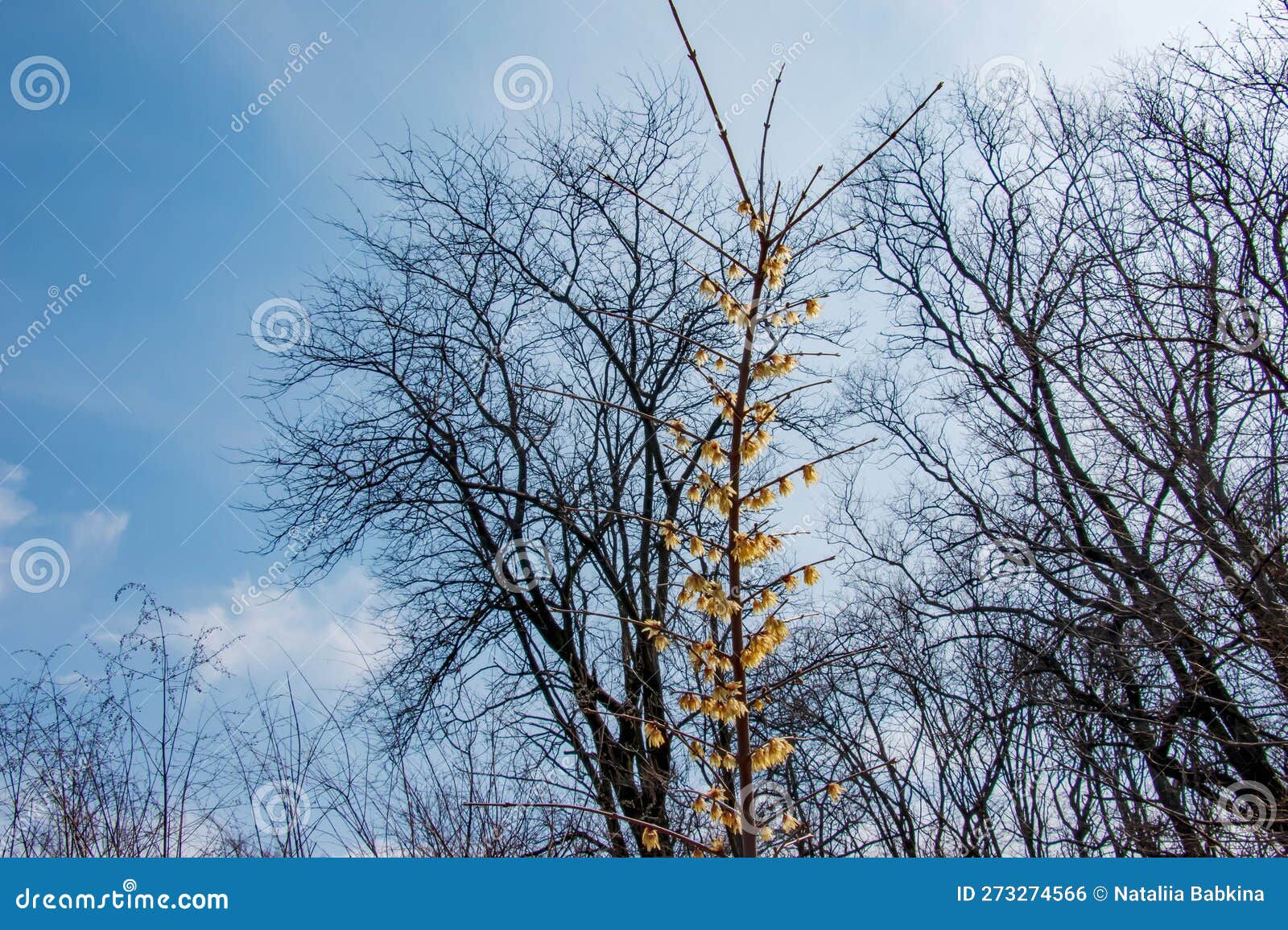 chimonanthus salicifolius is blooming in early spring. also known as chimonanthus fragrans, fragrant wintersweet, wintersweet or