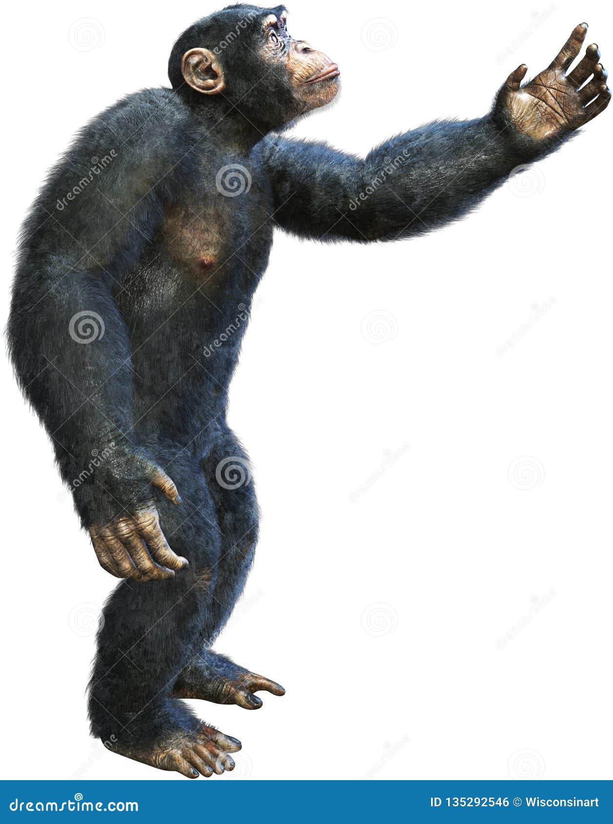 chimp, chimpanzee, primate, ape, , reaching