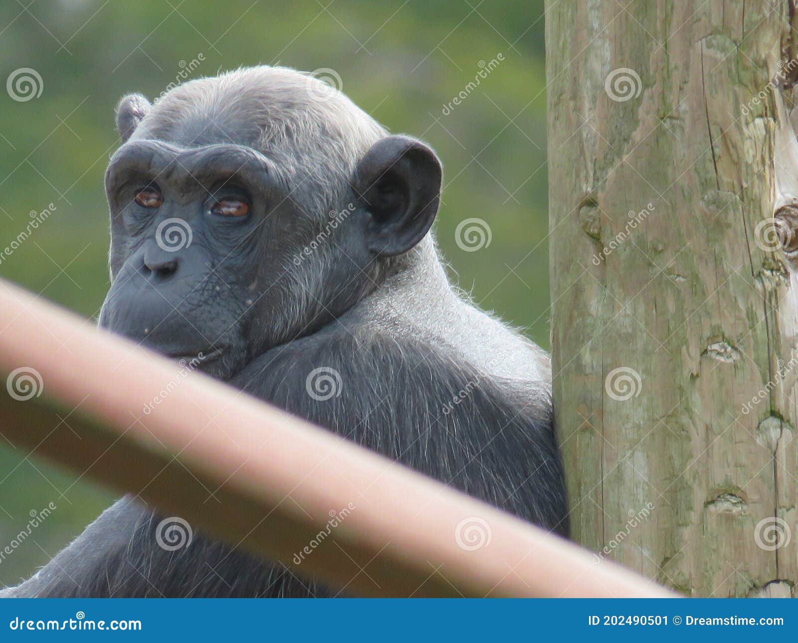 Chimp on Climbing Apparatus on Logs in Enclosure Stock Image - Image of ...