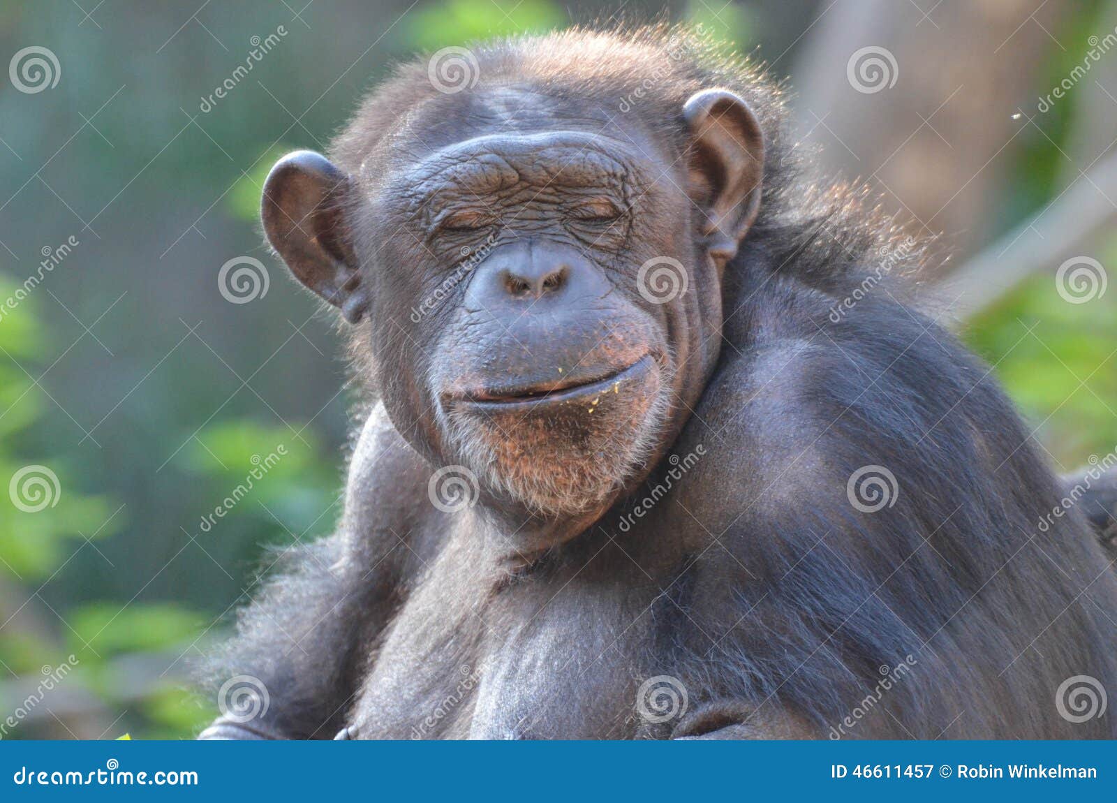 Chimp with eyes closed stock image. Image of fuzzy, gray 46611457