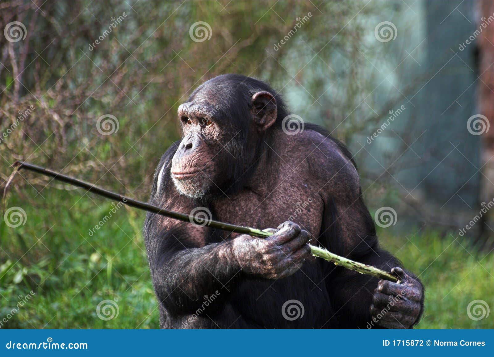 chimp using a stick
