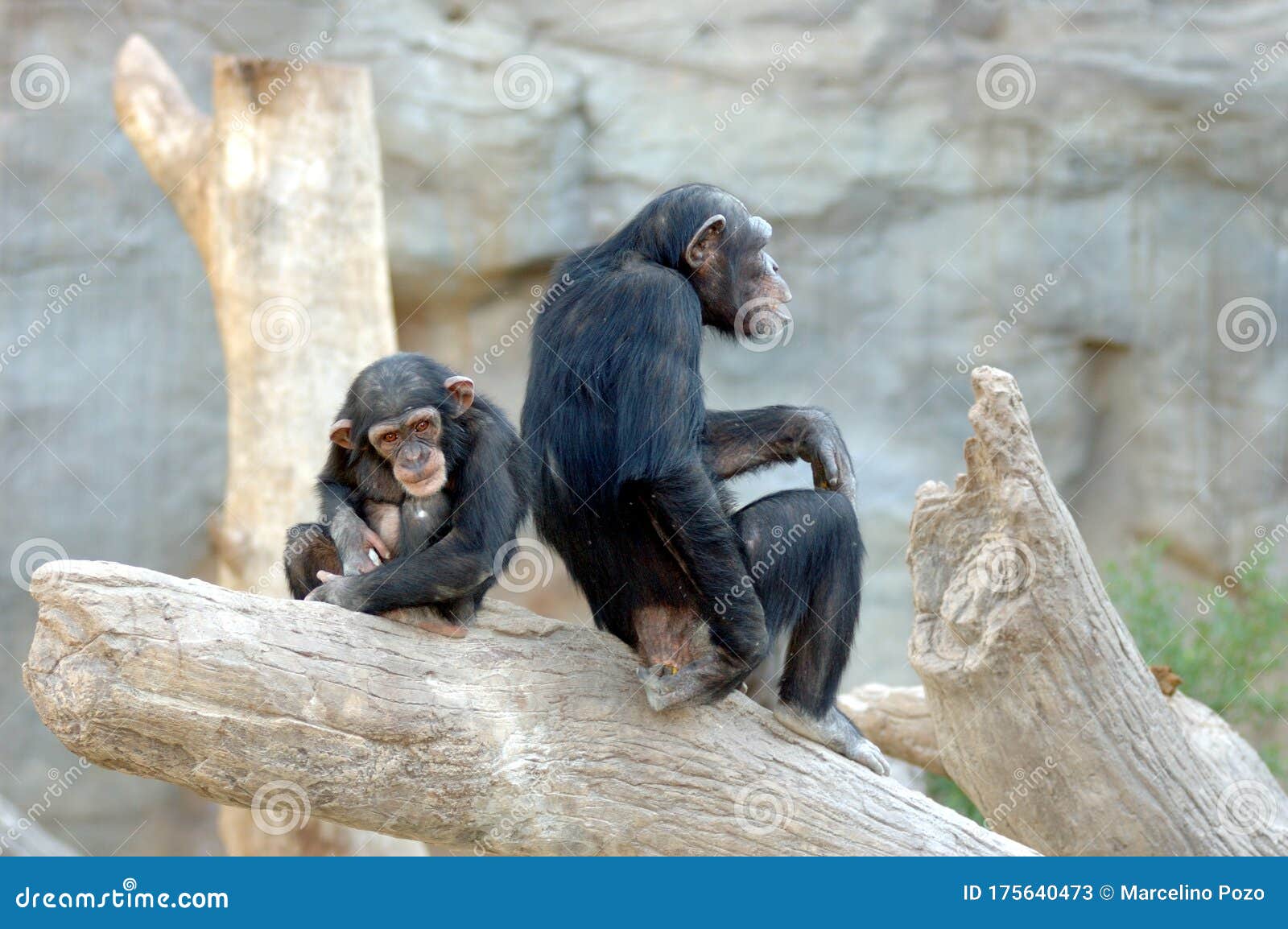 chimpance adult female sitting on trunk with her baby