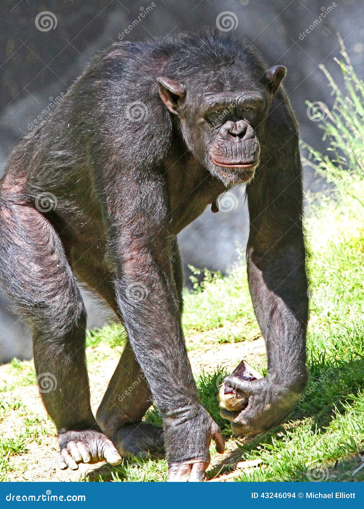 Harige vrouwelijke chimpansee die in zonlicht dragende aubergine lopen