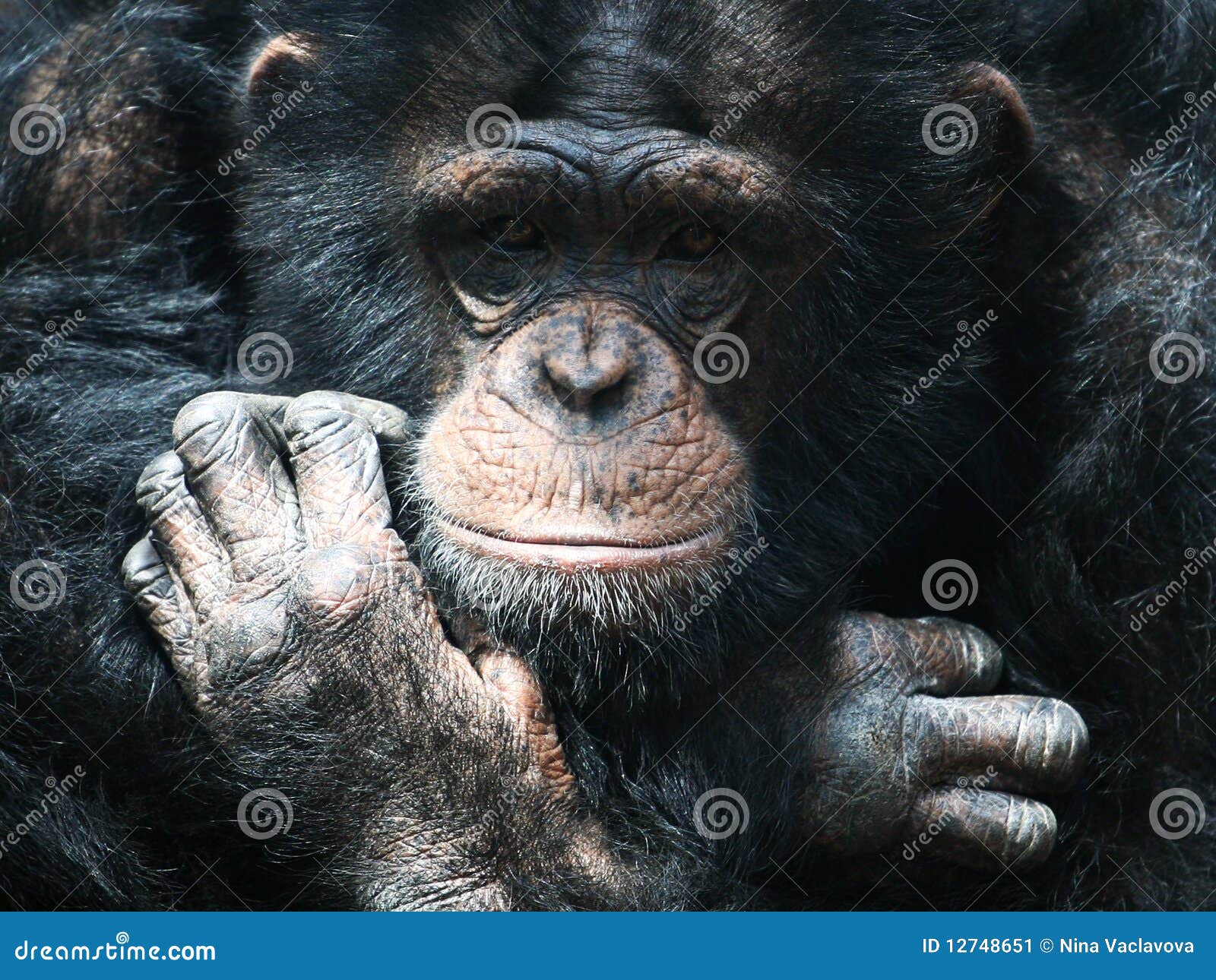 11.225 fotografias e imagens de Chimpanzé - Getty Images