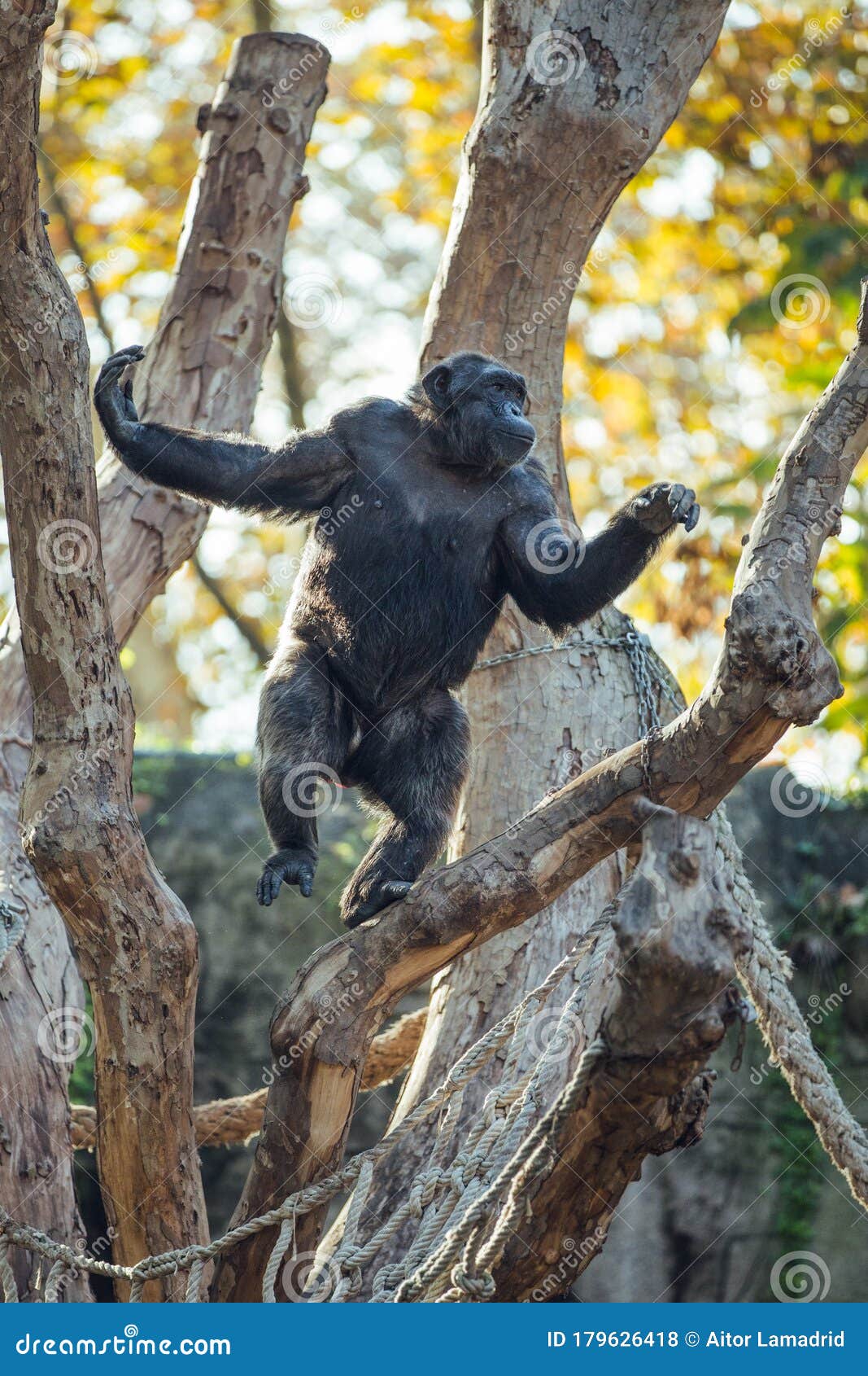 Jovem Chimpanzé De Pé Como Um Humano - Fotografias de stock e mais imagens  de Chimpanzé - Chimpanzé, Macaco antropoide, Figura para recortar - iStock