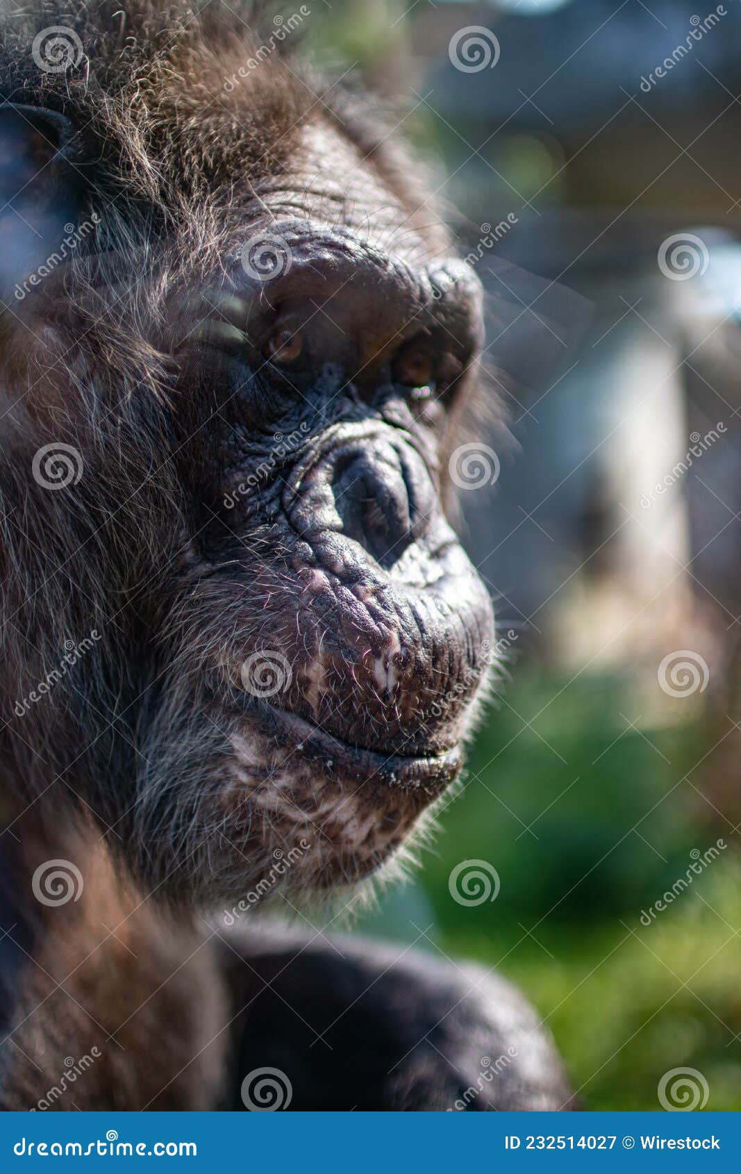 Uma foto de um macaco chimpanzé com boca e nariz