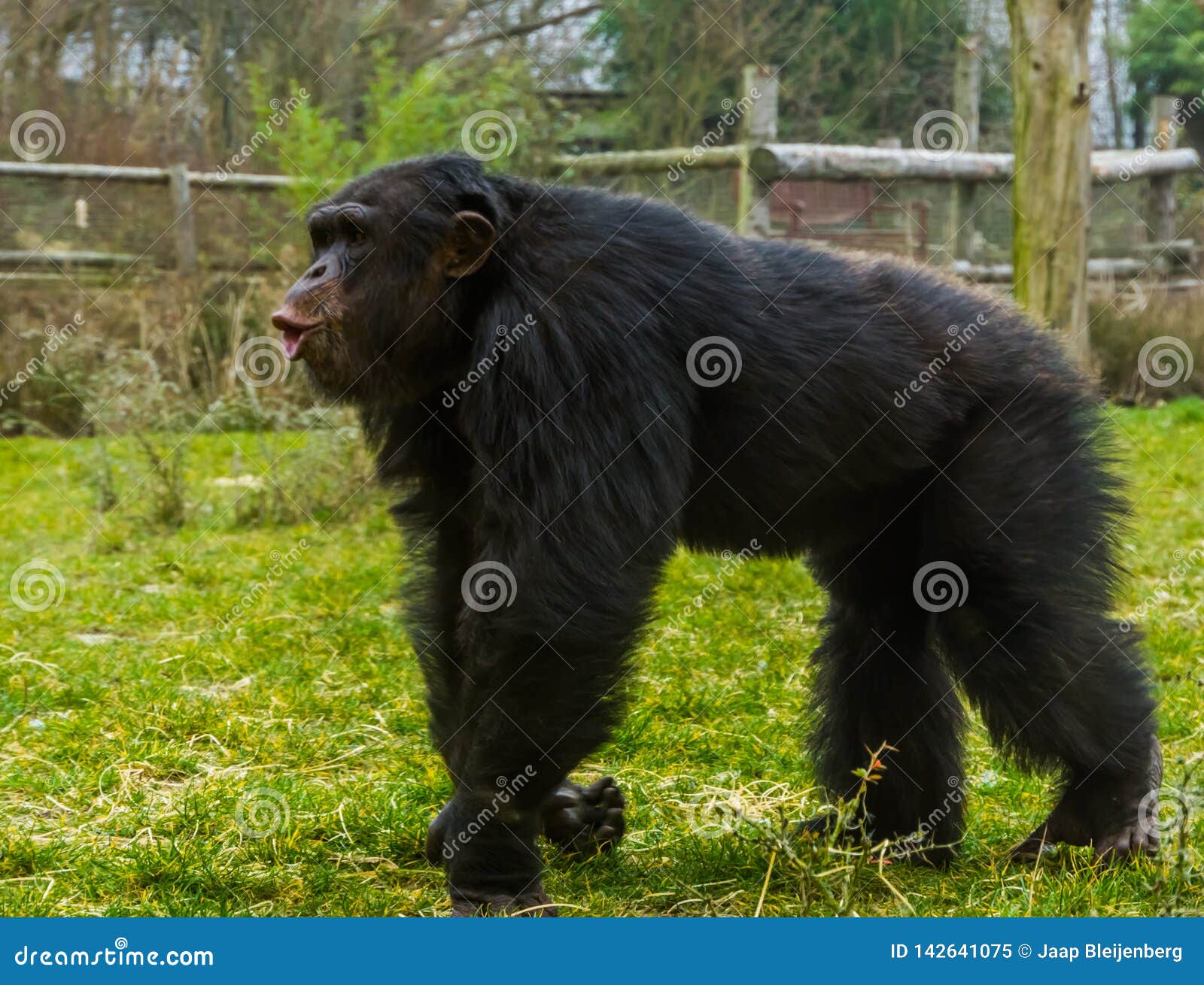 Le chimpanzé, un grand singe en danger