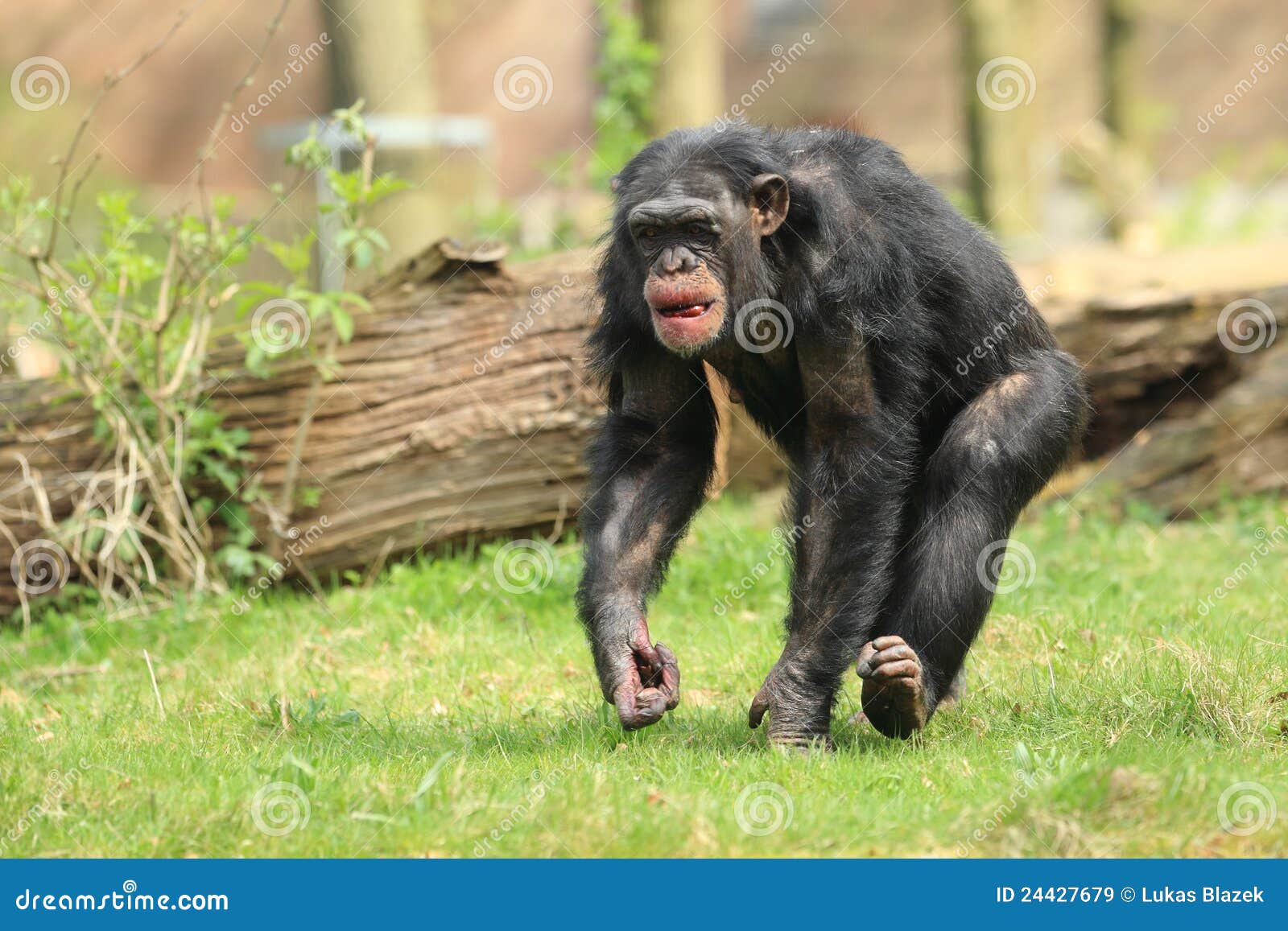 Fotos de Chimpanzé comum, Imagens de Chimpanzé comum sem royalties