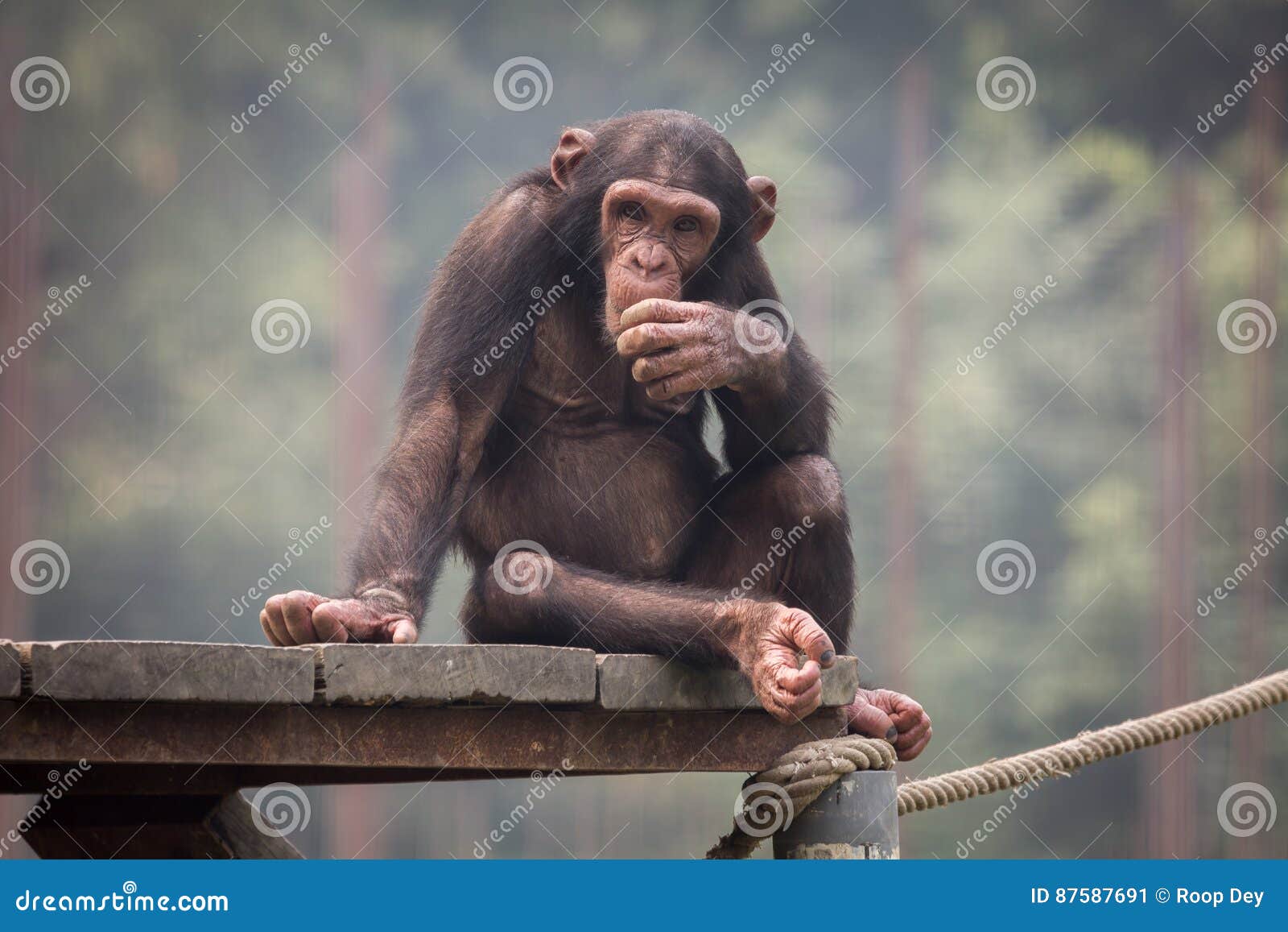 Chimpanzés, Chimpanzés, Animais Selvagens, Isolados, Ape Foto de Stock -  Imagem de isolado, macaco: 165389958