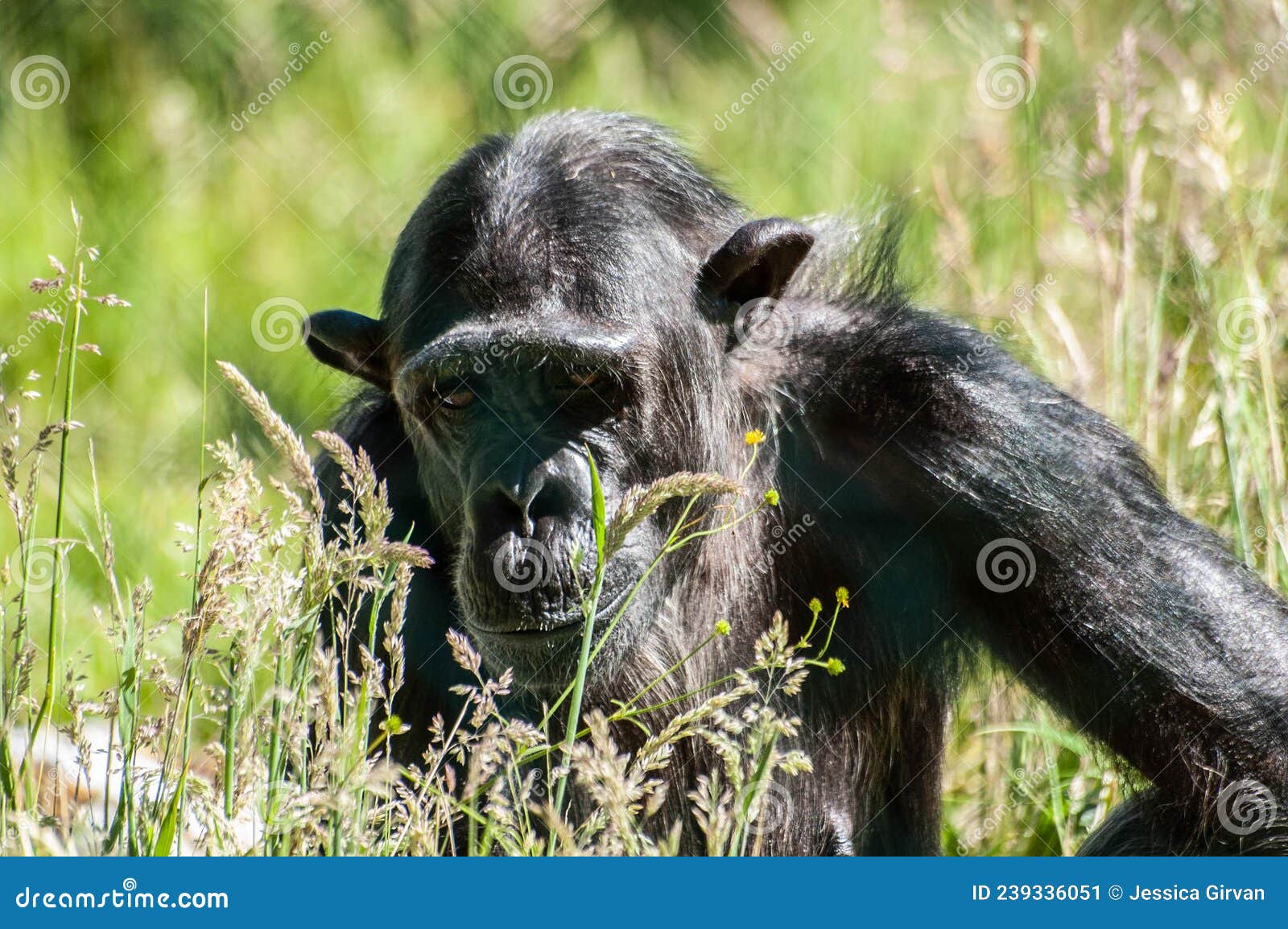 Foto Macaco branco e preto na grama verde durante o dia – Imagem