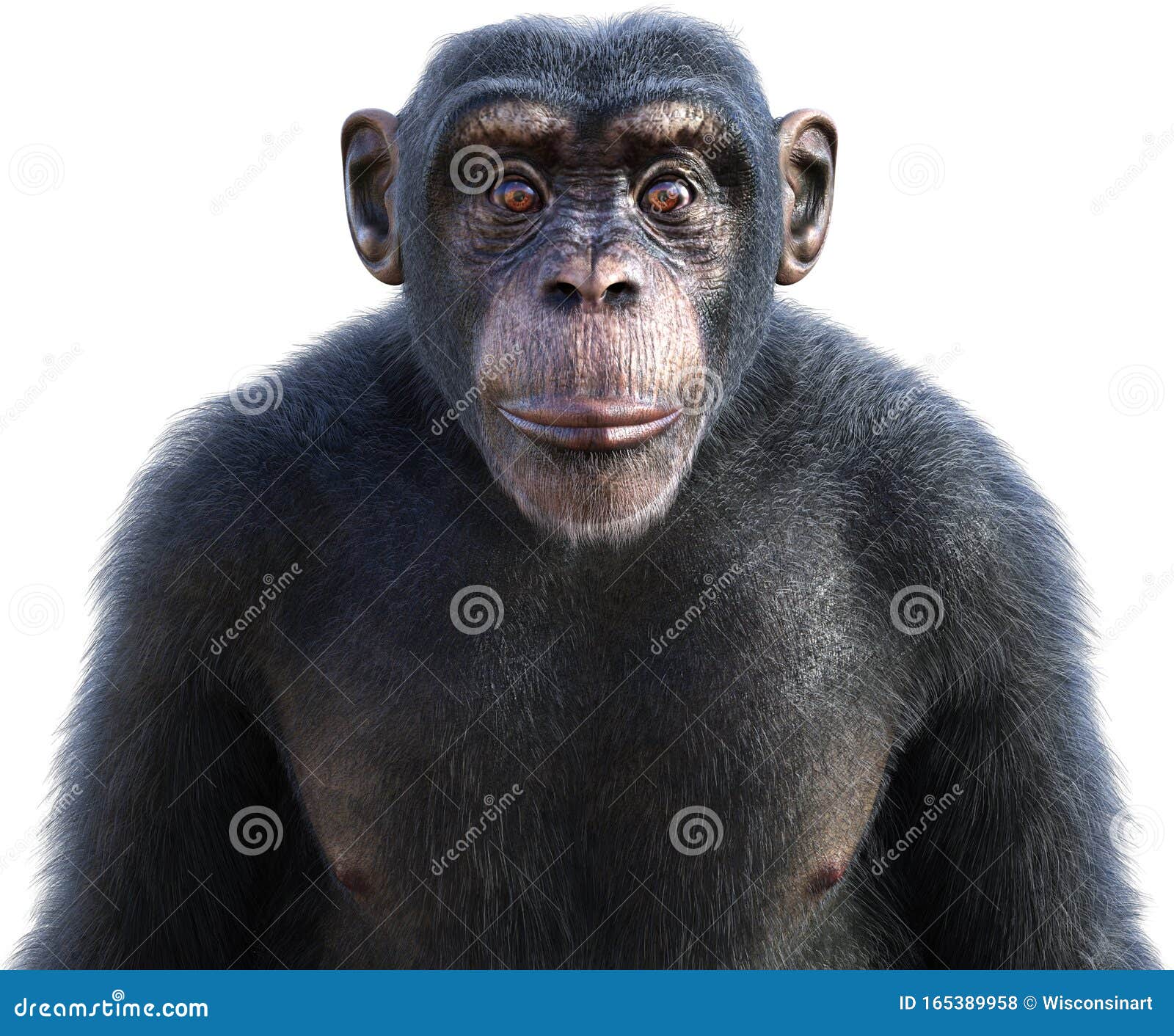 Chimpanzés, Chimpanzés, Animais Selvagens, Isolados, Ape Foto de Stock -  Imagem de isolado, macaco: 165389958