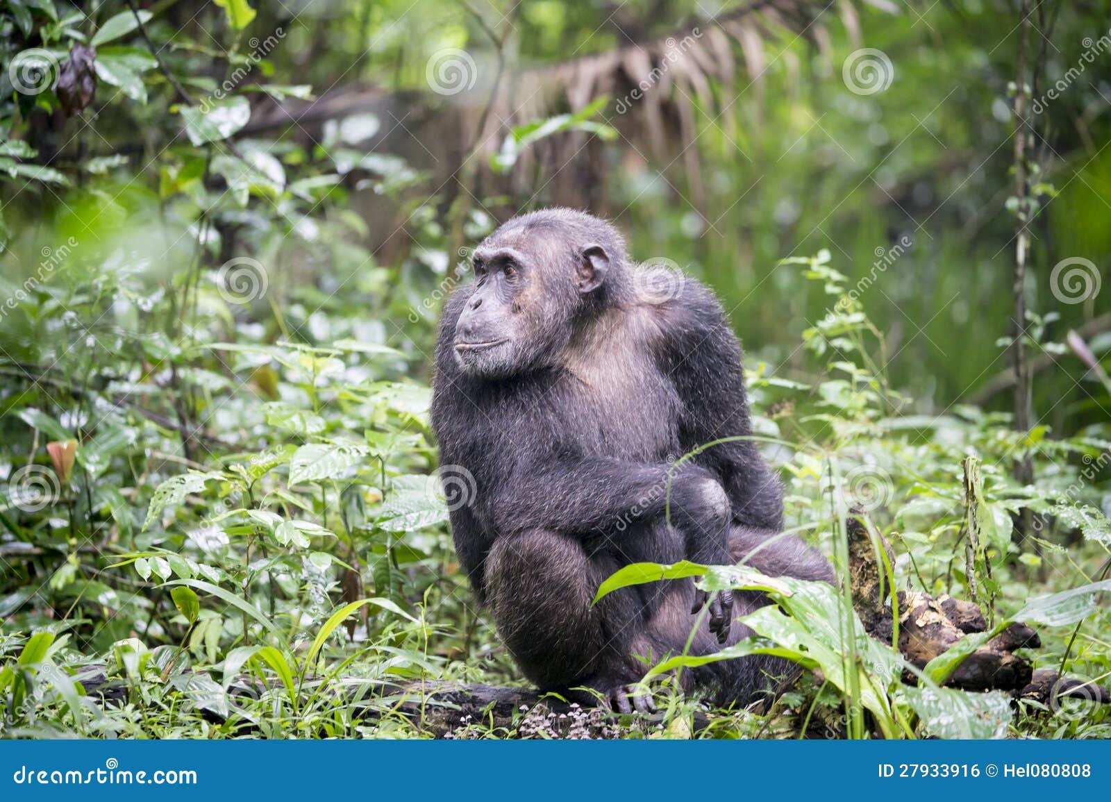 Chimpanzee in Rainforest of Kibale National Park Uganda Stock Photo