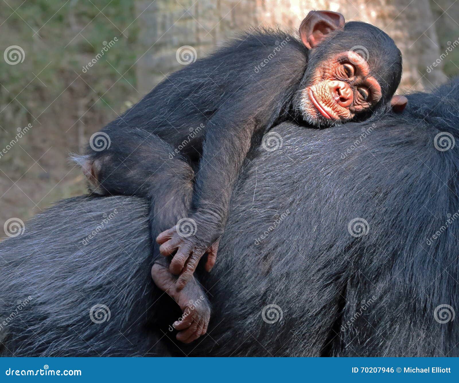 Funny Baby Chimp Stock Photo by ©fouroaks 2319557