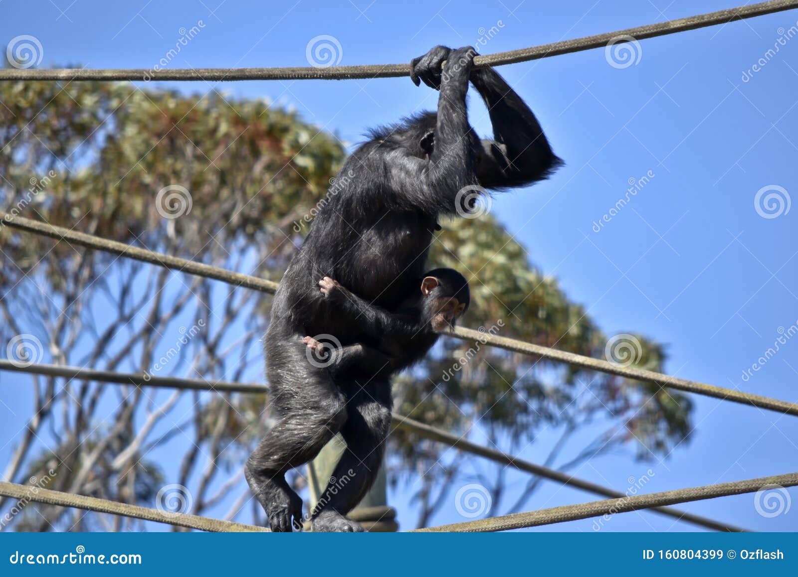the chimpanzee baby is holding onto its miother
