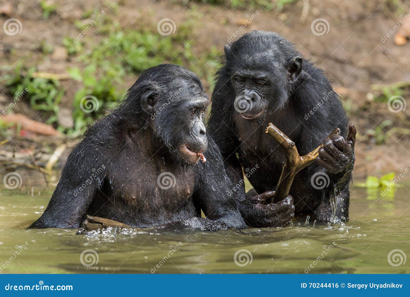 chimpanzee and bonobo chimpanzee and bonobo