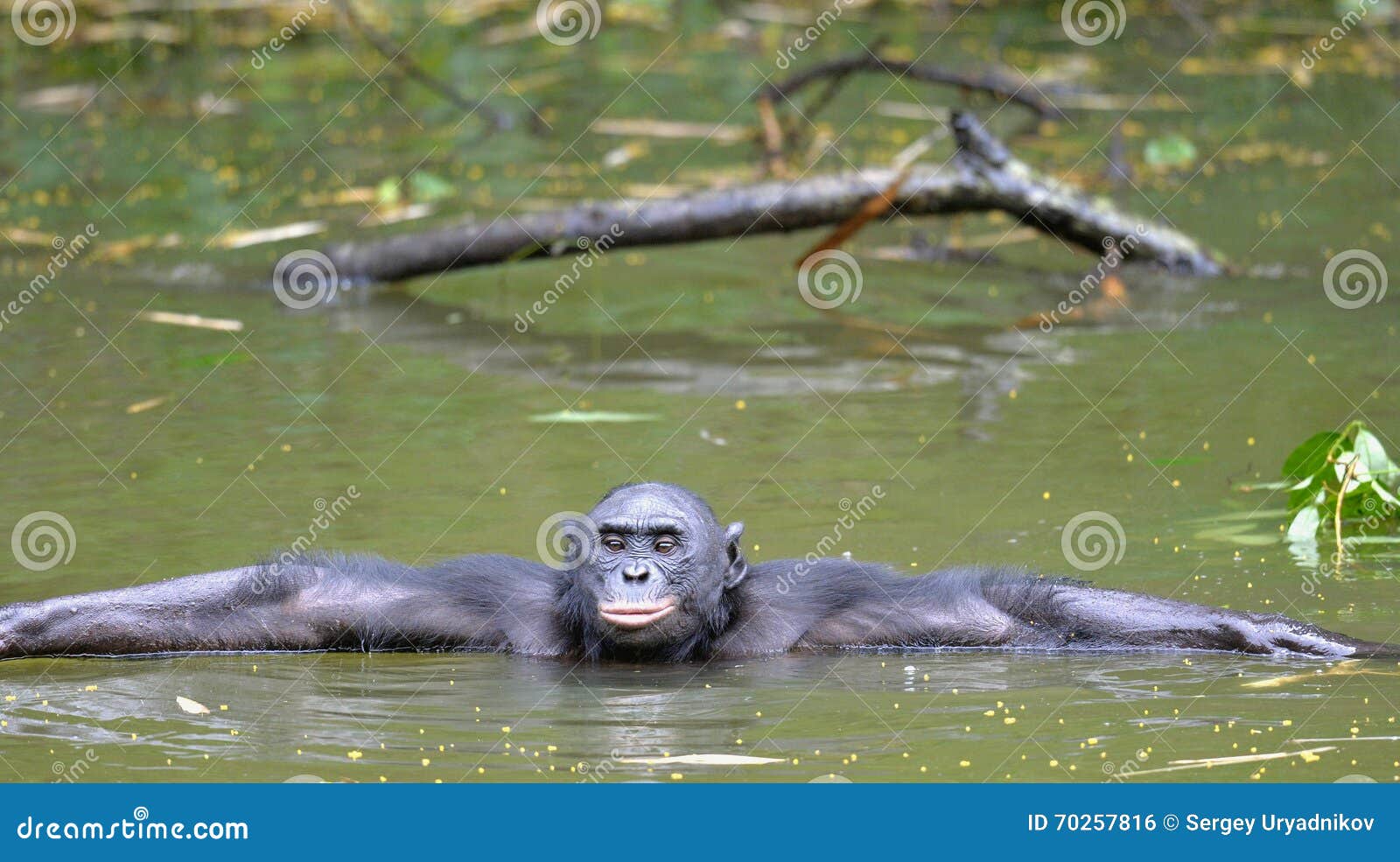 chimpanzee and bonobo chimpanzee and bonobo