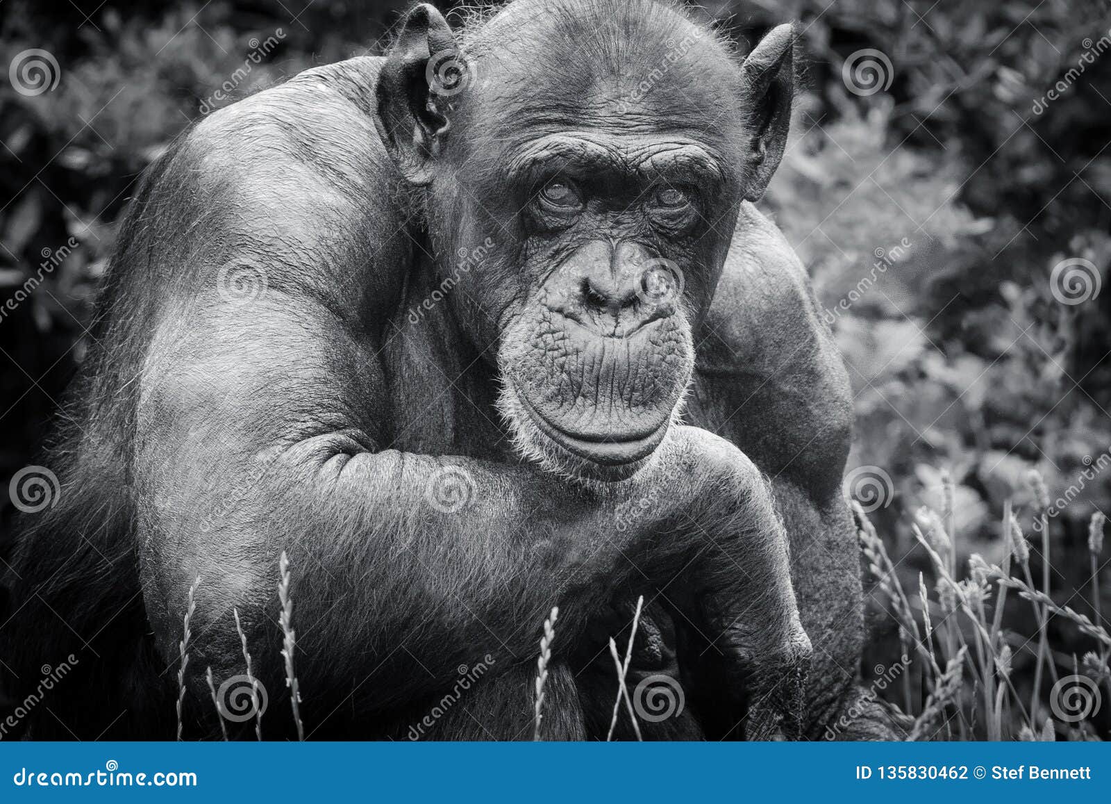 white chimpanzee black gorilla white chimpanzee black gorilla