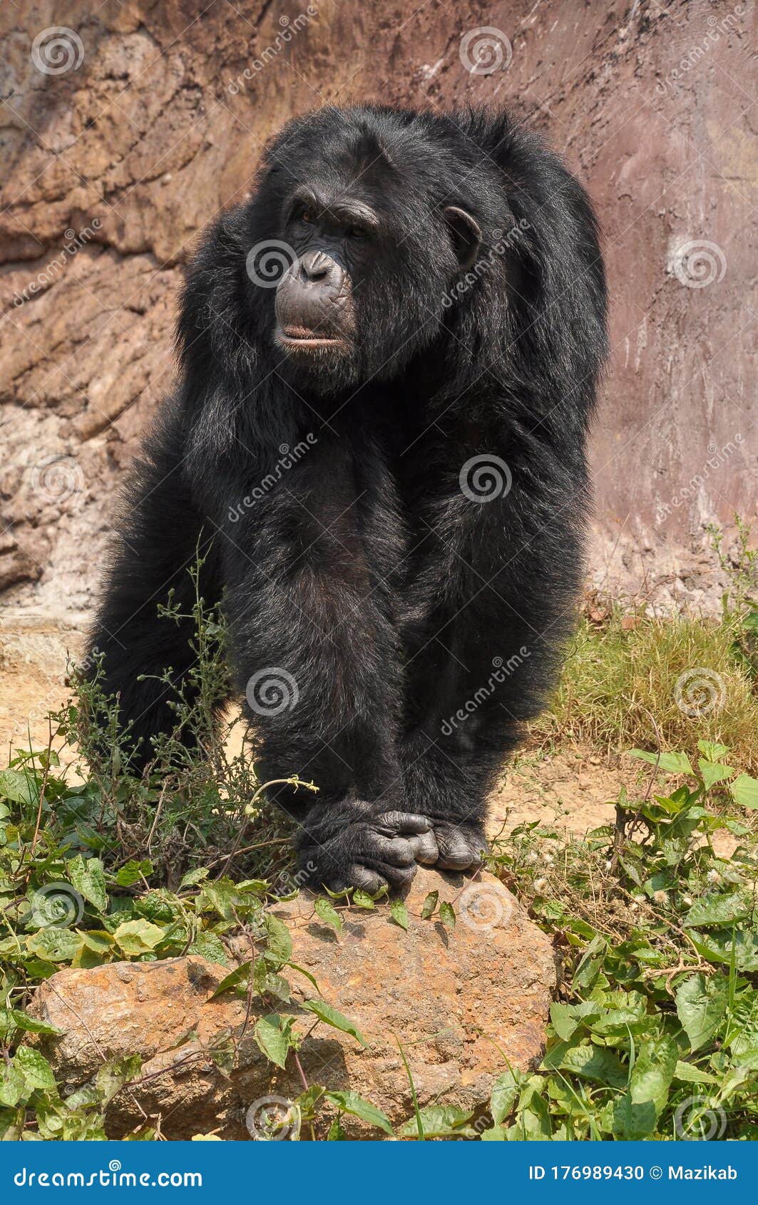 Download Chimpanzee stock photo. Image of funny, chimp, animal - 176989430