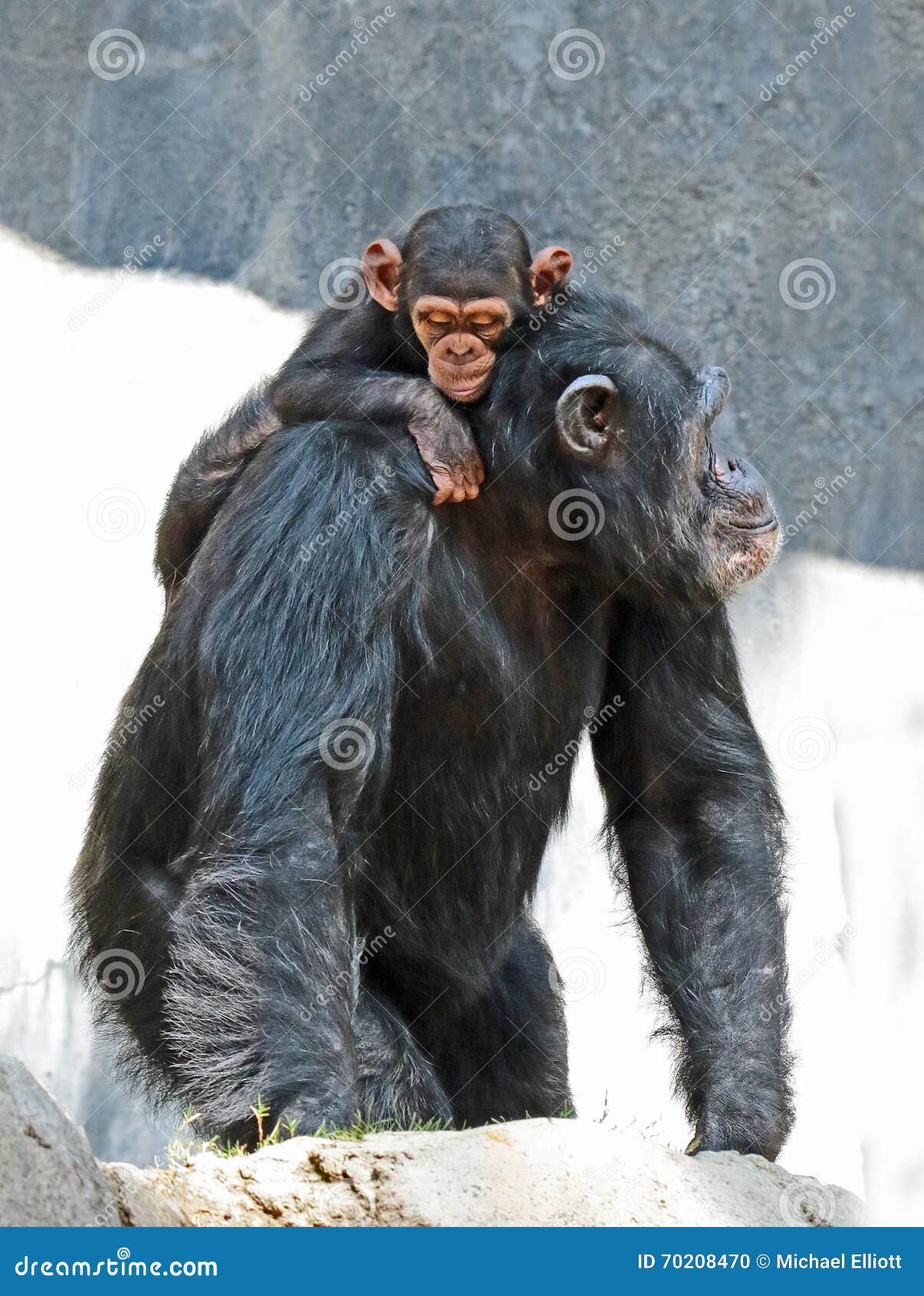 back of chimpanzee hand back of chimpanzee hand