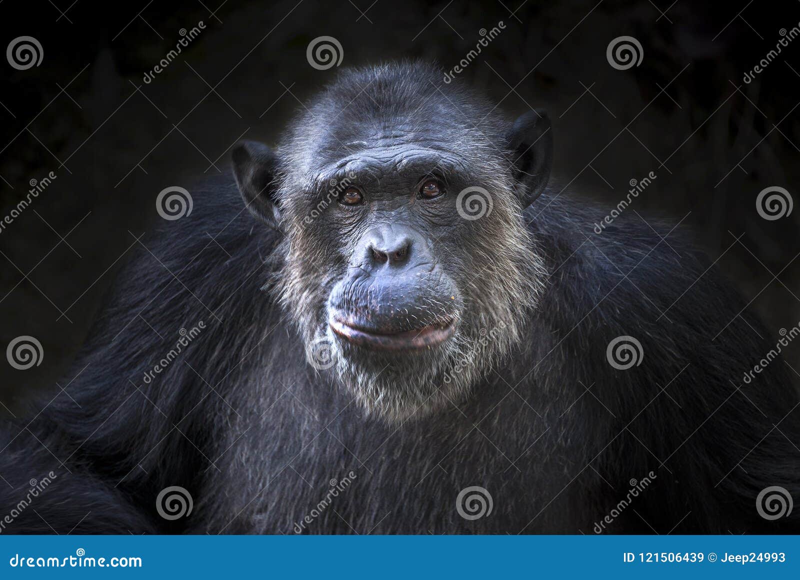cute chimpanzee pictures cute chimpanzee pictures