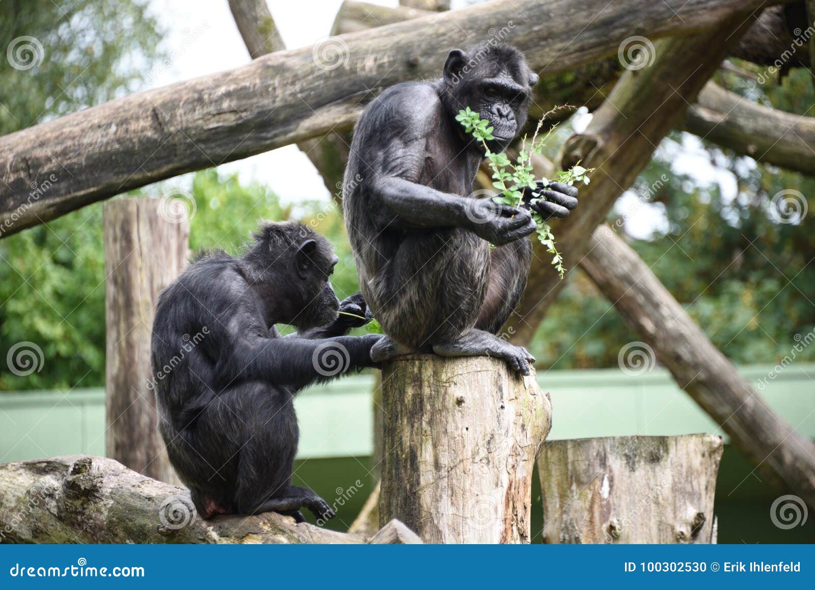 chimpanzee feeding