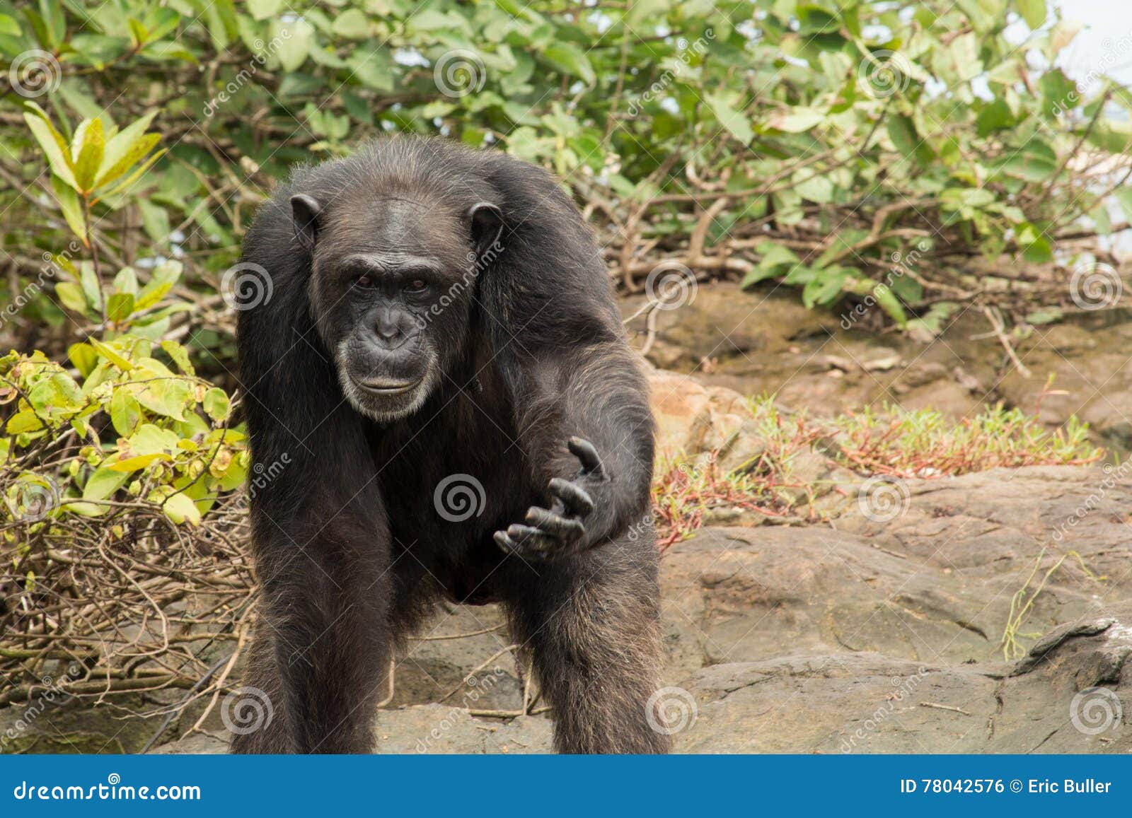 chimpanzee hand wikipedia chimpanzee hand wikipedia