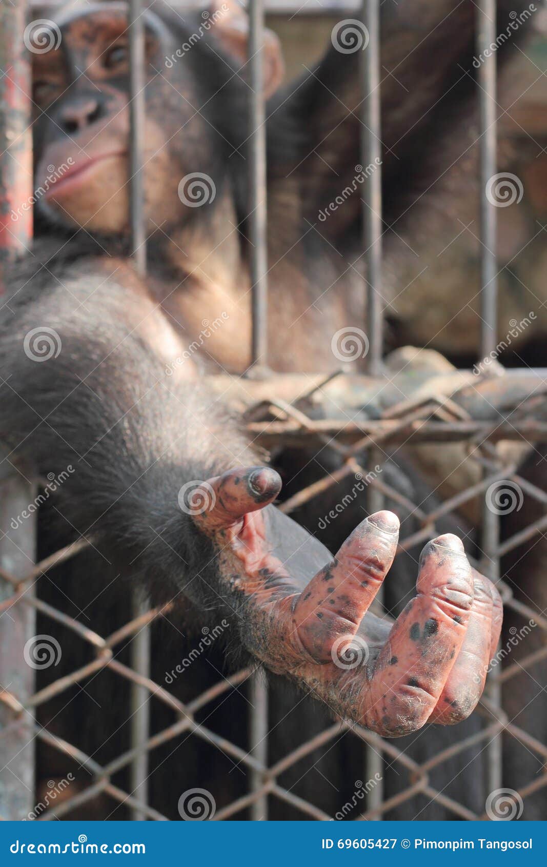 chimpanzee hand from above chimpanzee hand from above