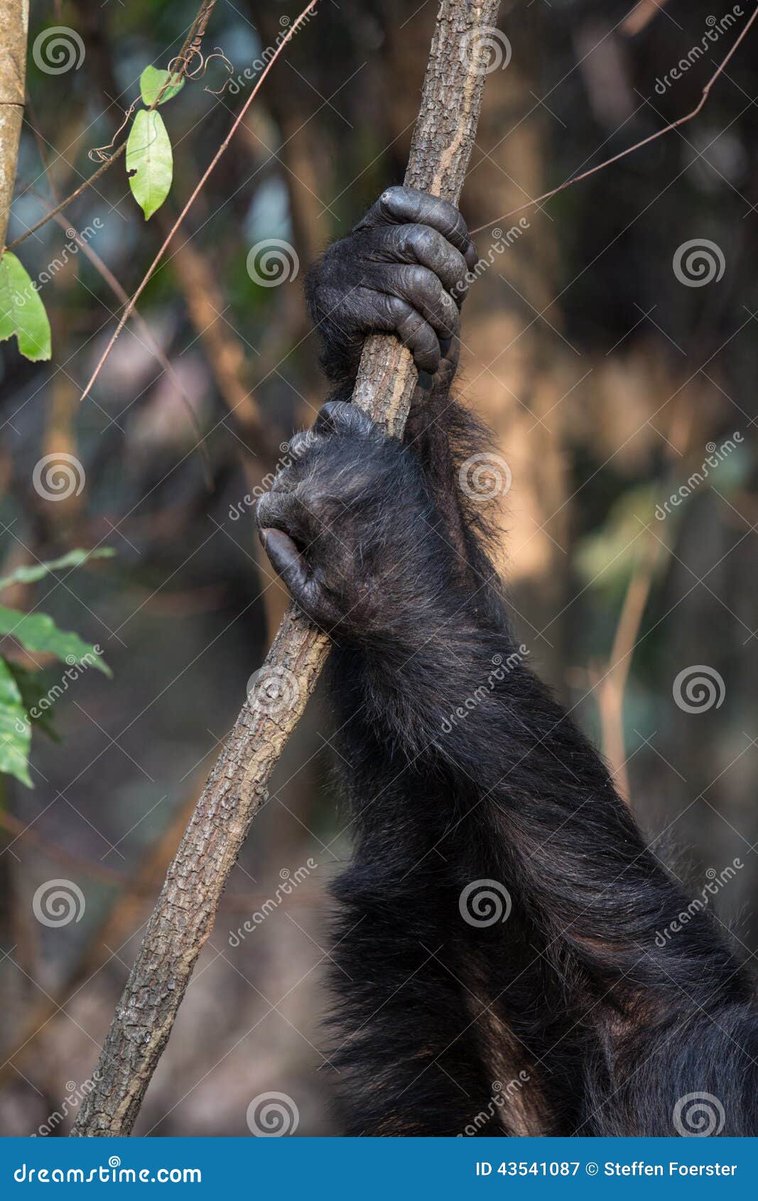 chimpanzee hand from above chimpanzee hand from above