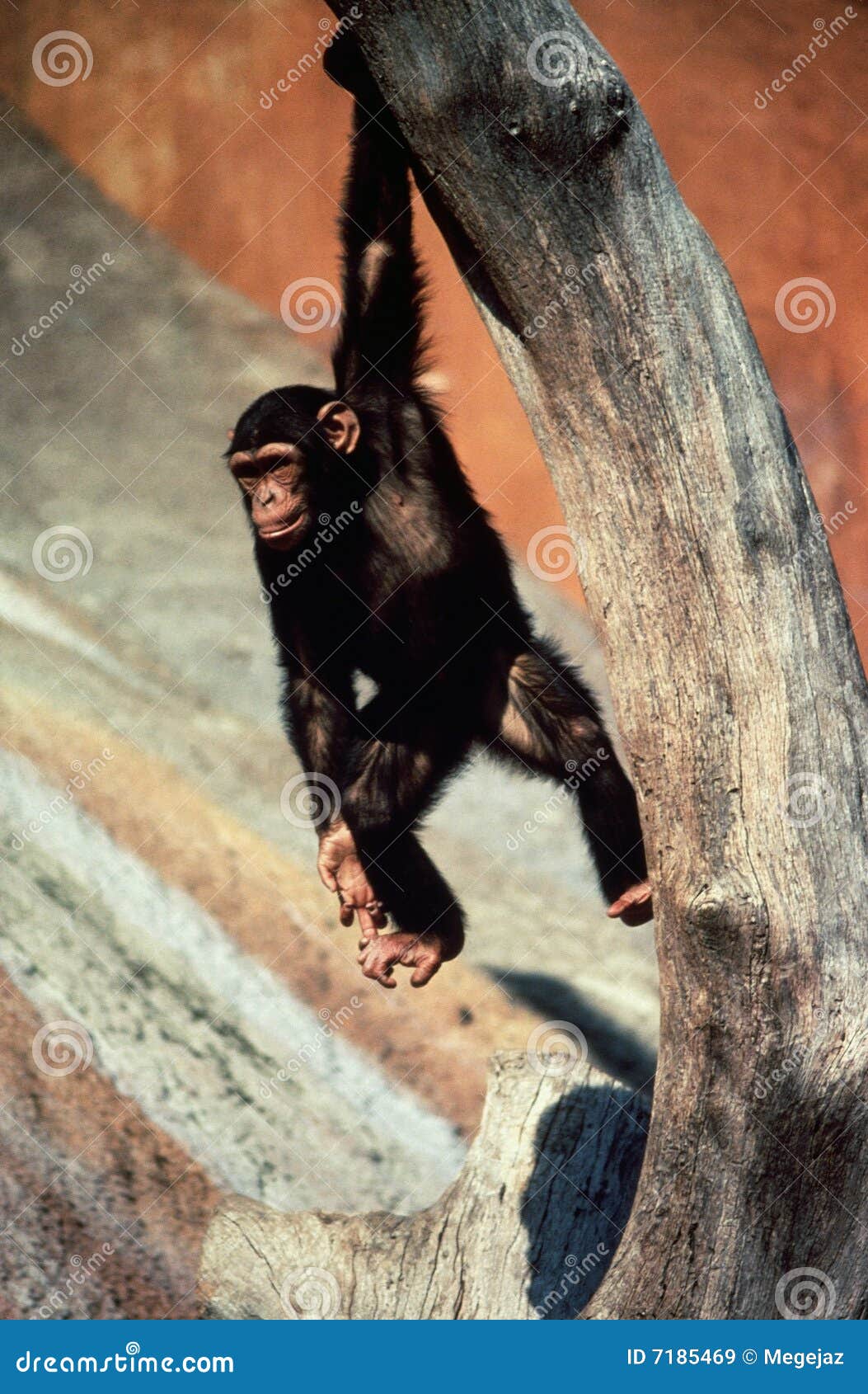 Chimpanzee Hanging from Tree Stock Image Image of hang, animal 7185469